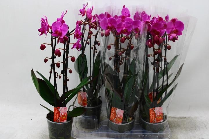 Phal El Cascade 12P 45H 2TAK 18bloem 23bloei