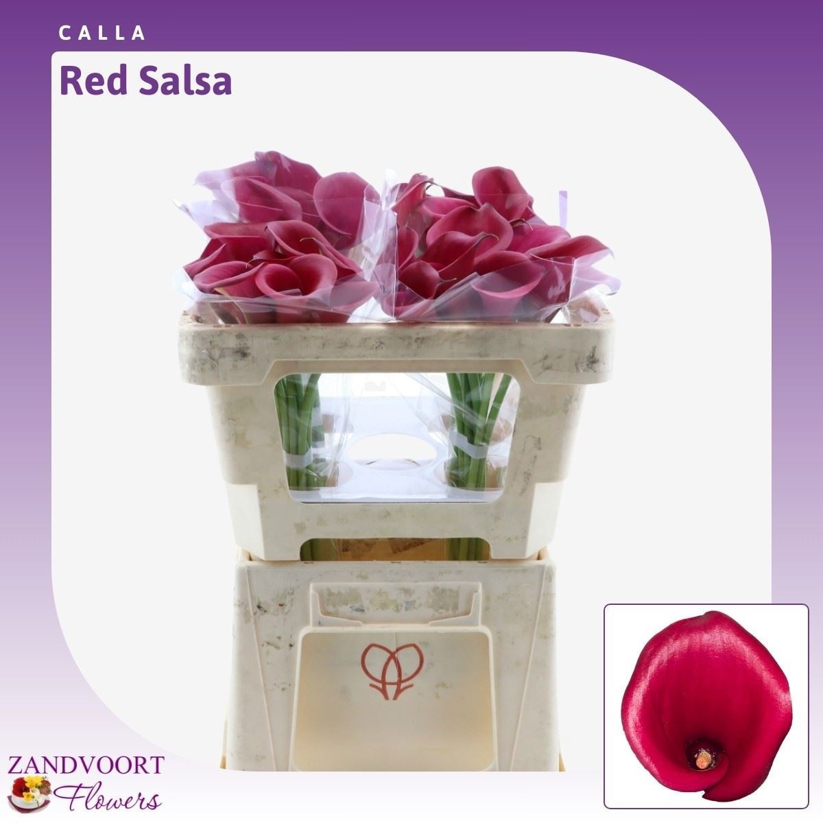 Zant Red Salsa