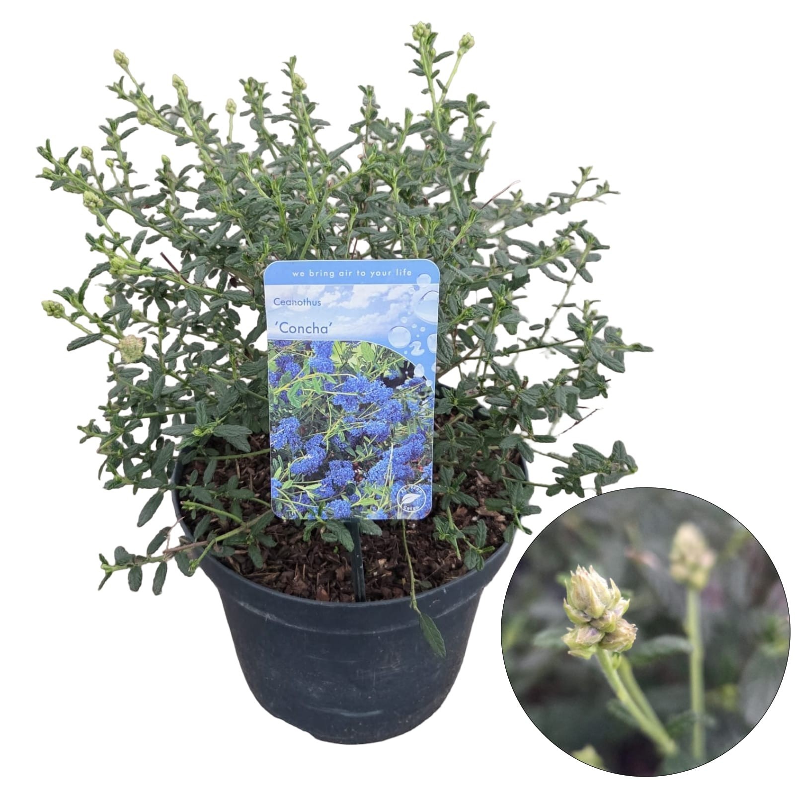 Ceanothus 'Concha'