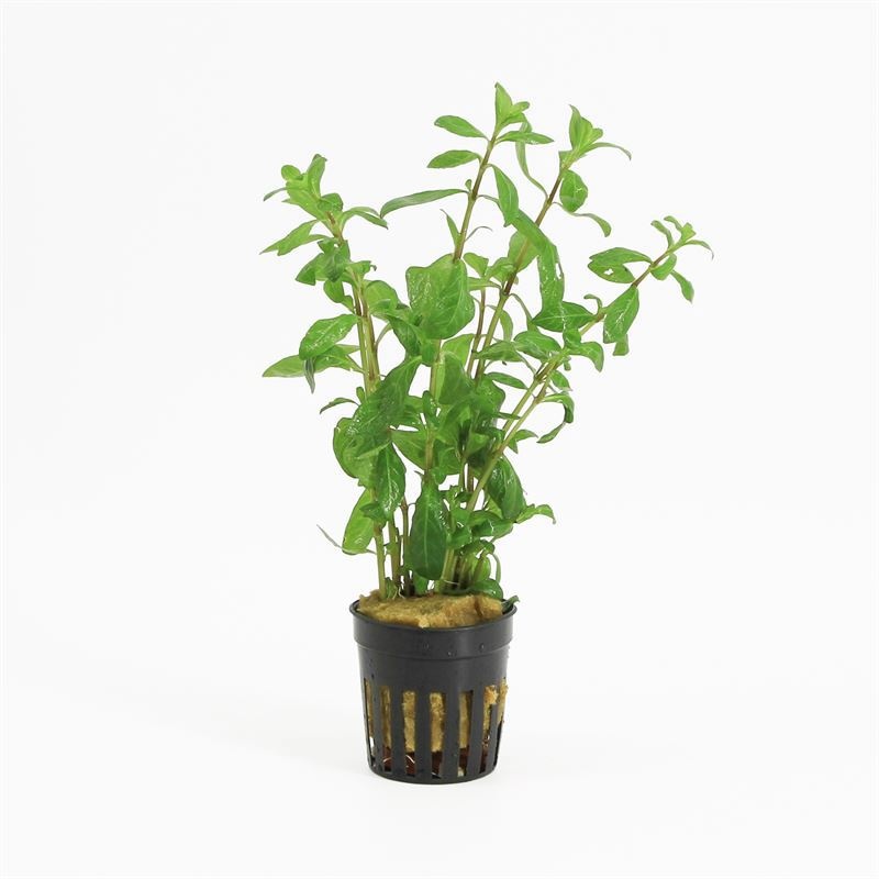 Hygrophila polysperma