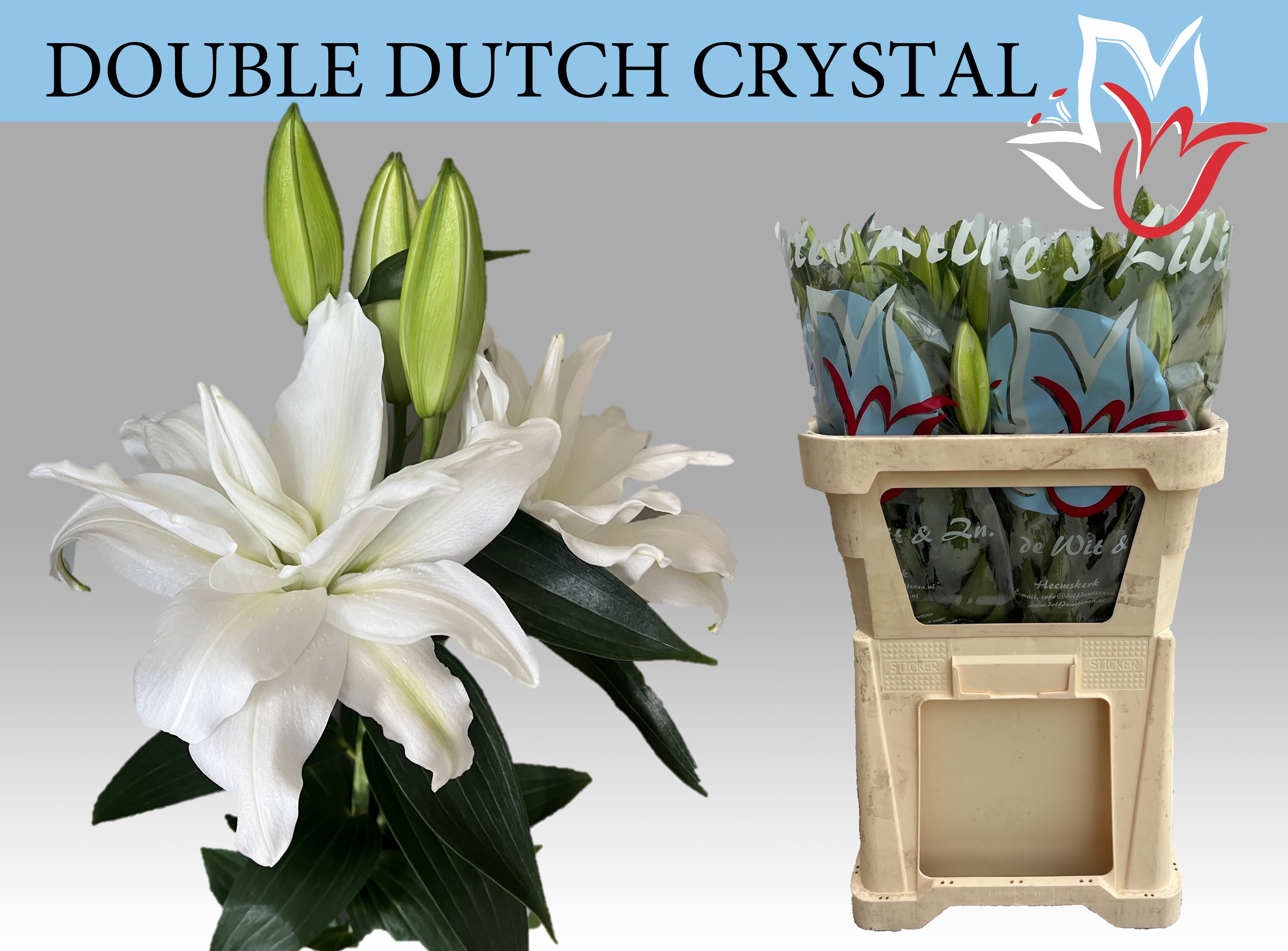 Li Or Du Dd Crystal 70cm 3/5bl