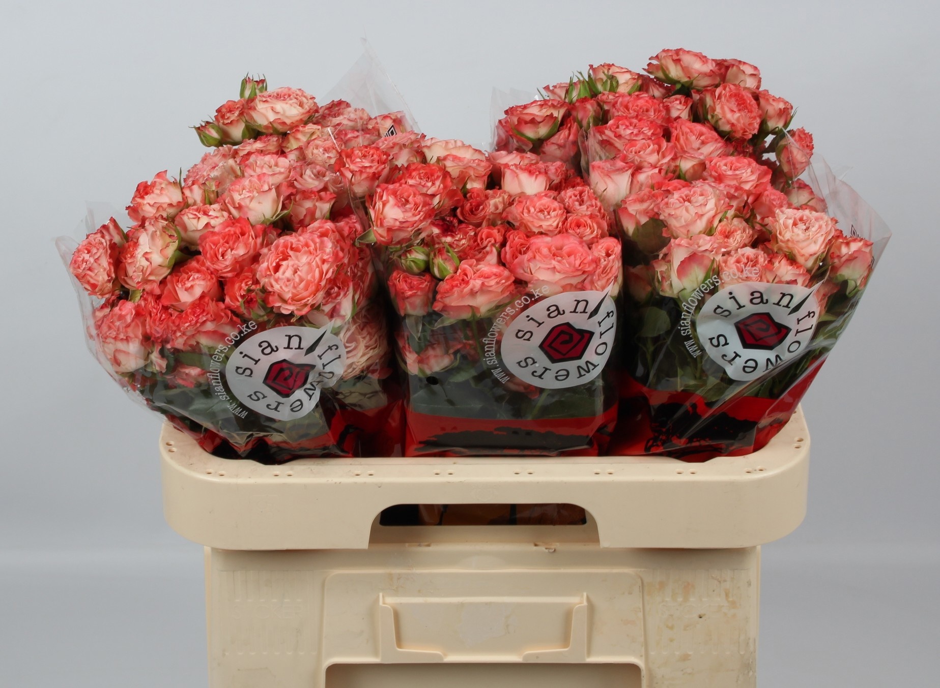 Rosa Spr Fair Flow 60cm