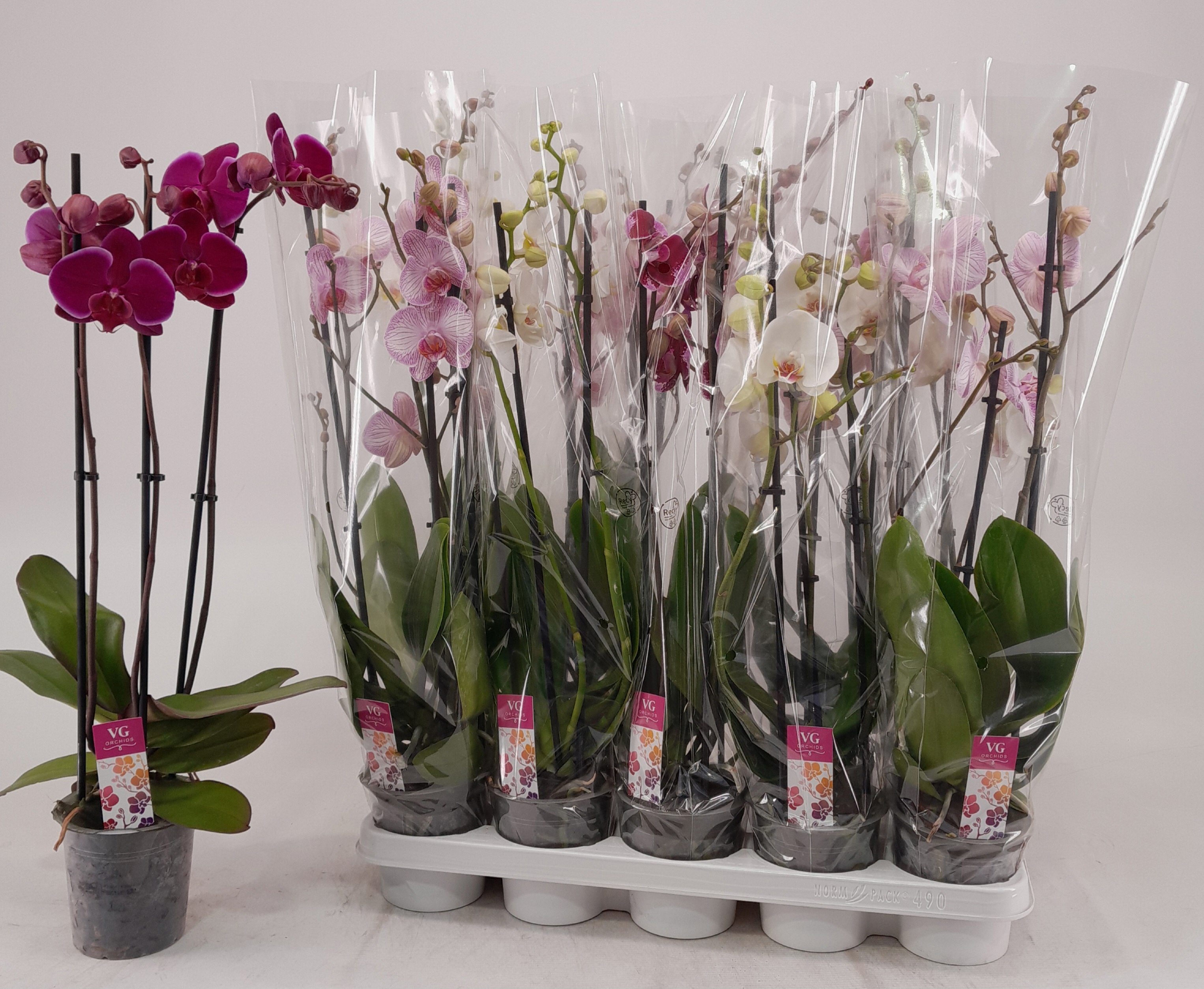 Phalaenopsis Asst 12Ø 60cm