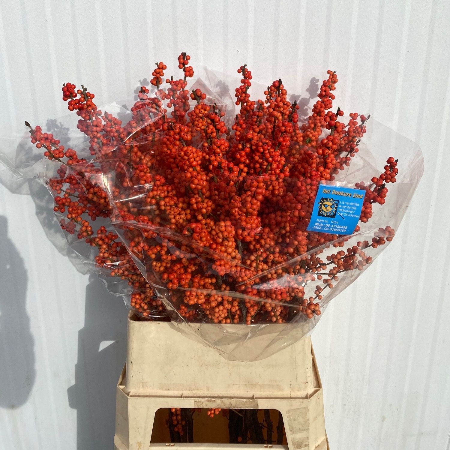 Ilex Winter Gold 100cm