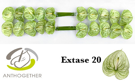 Anth A Extase