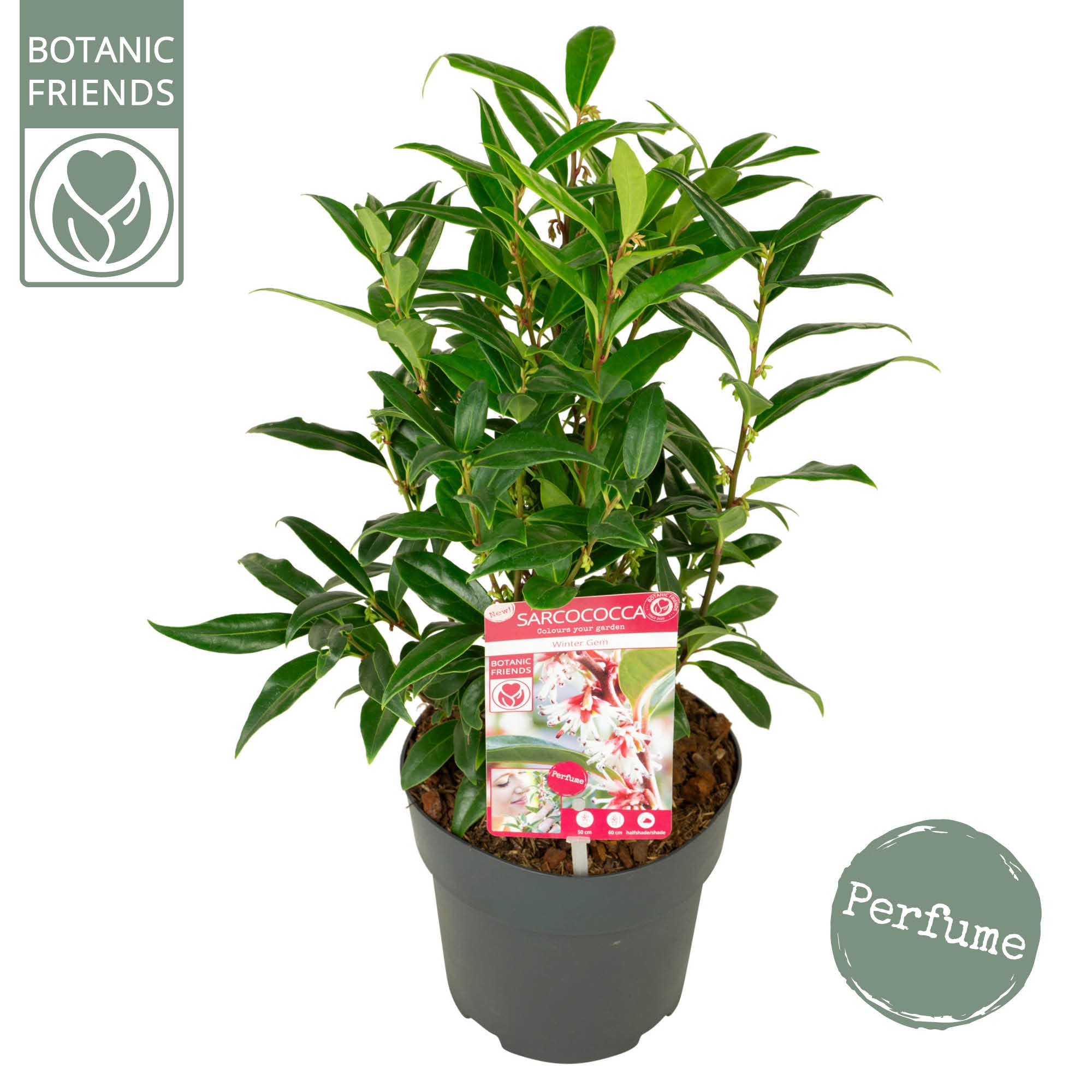 Picture of Sarcococca h. 'Winter Gem'®