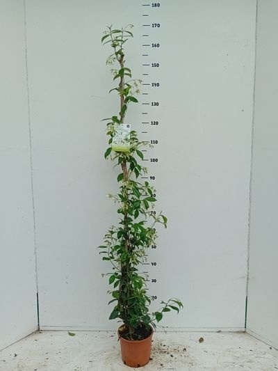 Trachelospermum jasminoides