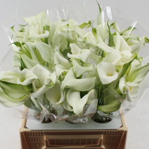 Calla Crystal Blush 40cm