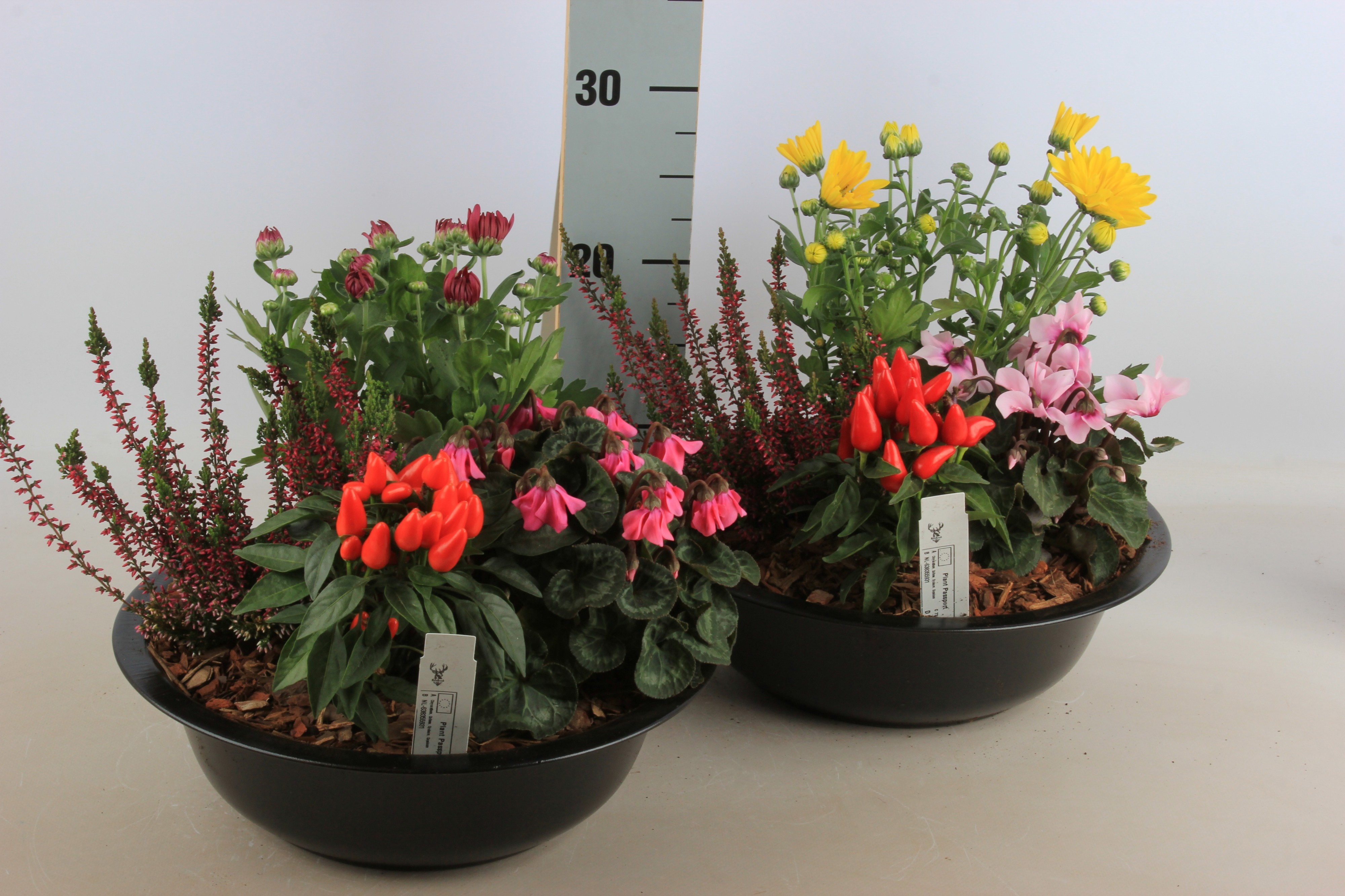 Arr Tuinplanten 30P 30cm 12bloei