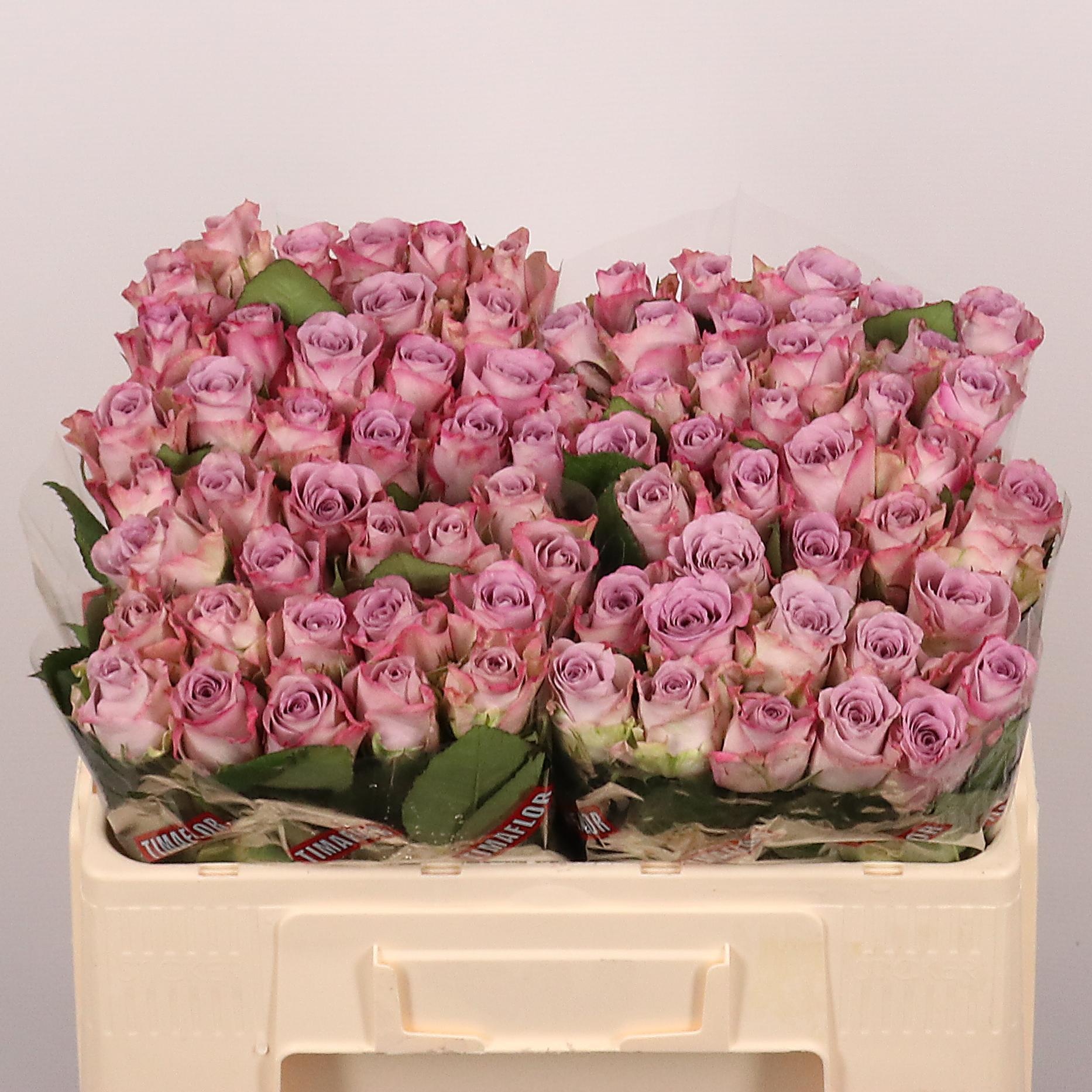 Rosa Memory Lane 50cm