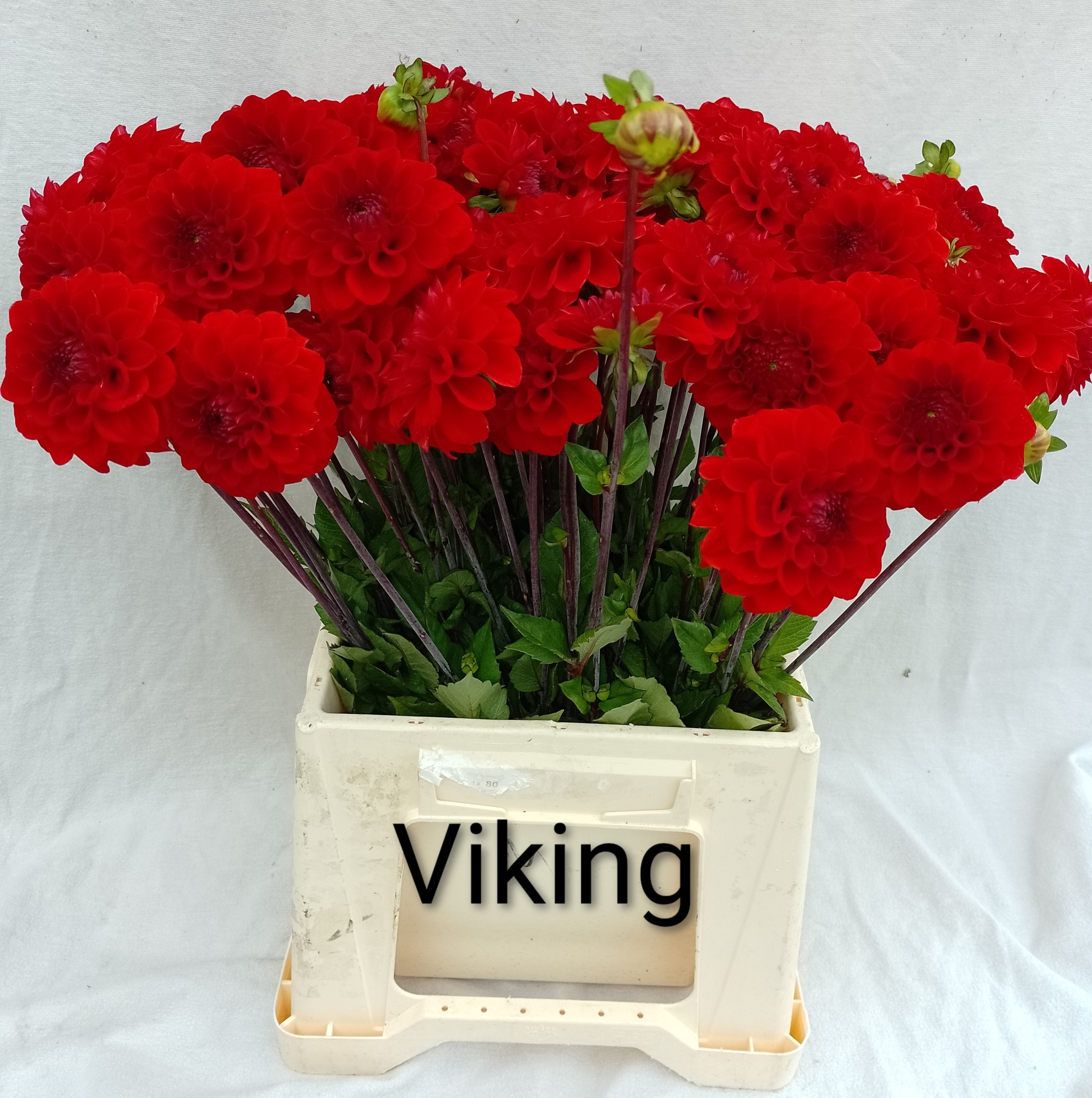 Dahl Viking 50L.cm 22bloei