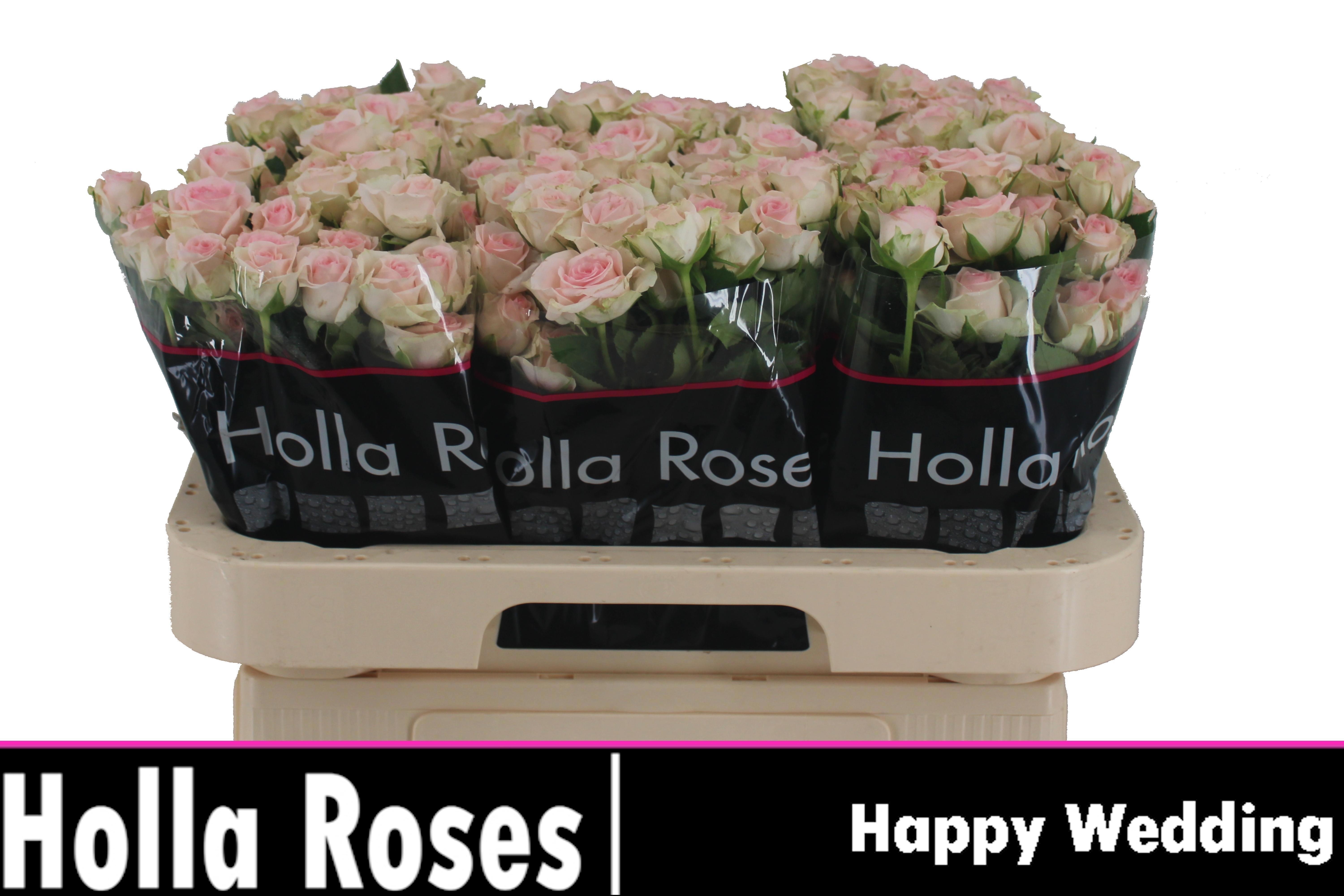 R Tr Happy Wedding 60cm