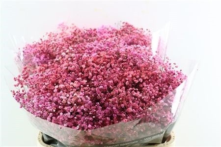 Gypsophila Painted 80cm 40gram
