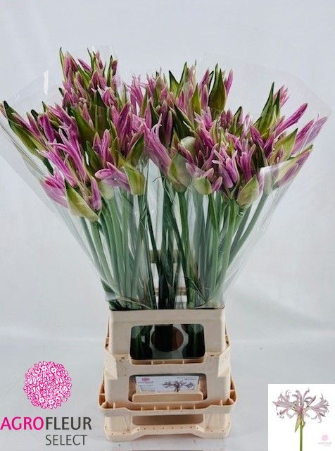 Ne Bo Berenice 70cm