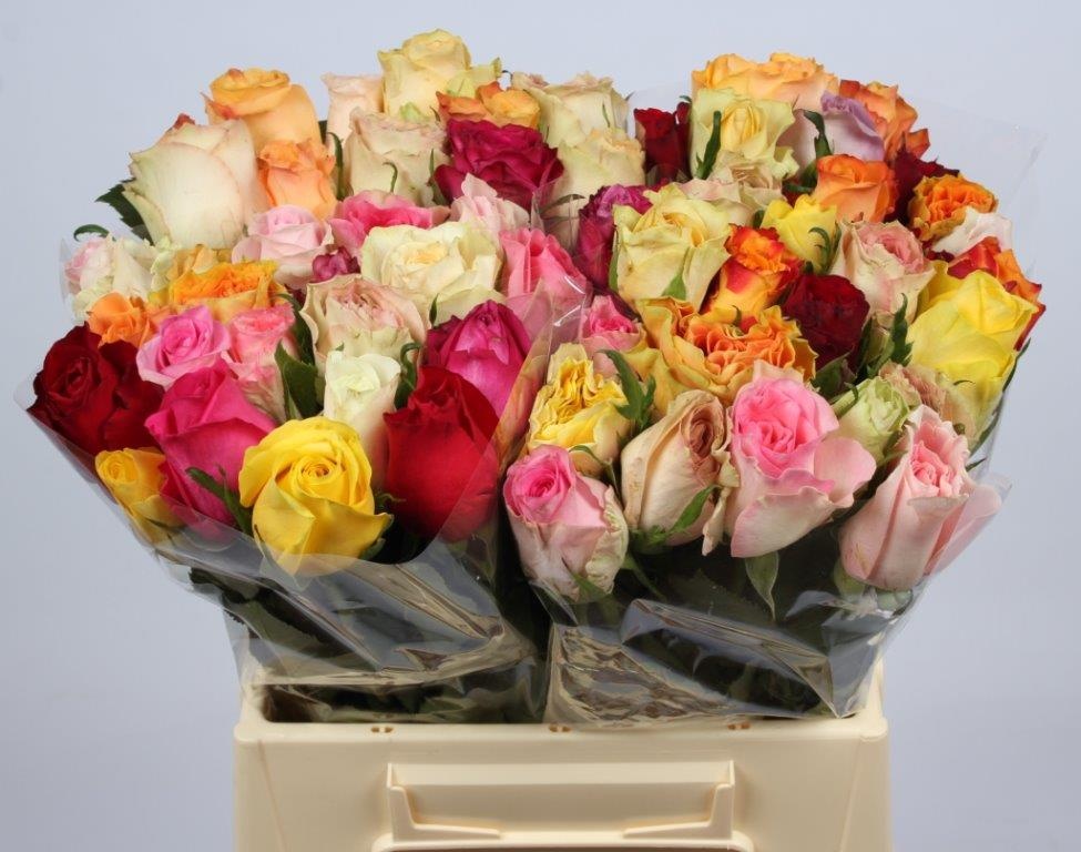 Rosa Mixed In Bunch 40cm
