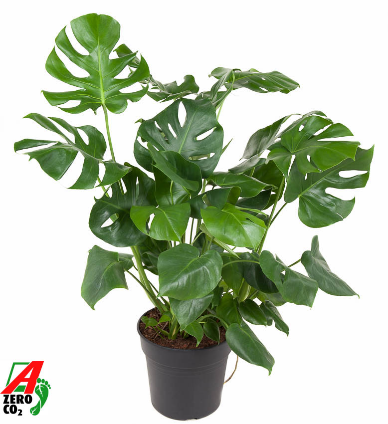 Picture of Monstera deliciosa bush P30 (LOOSE)