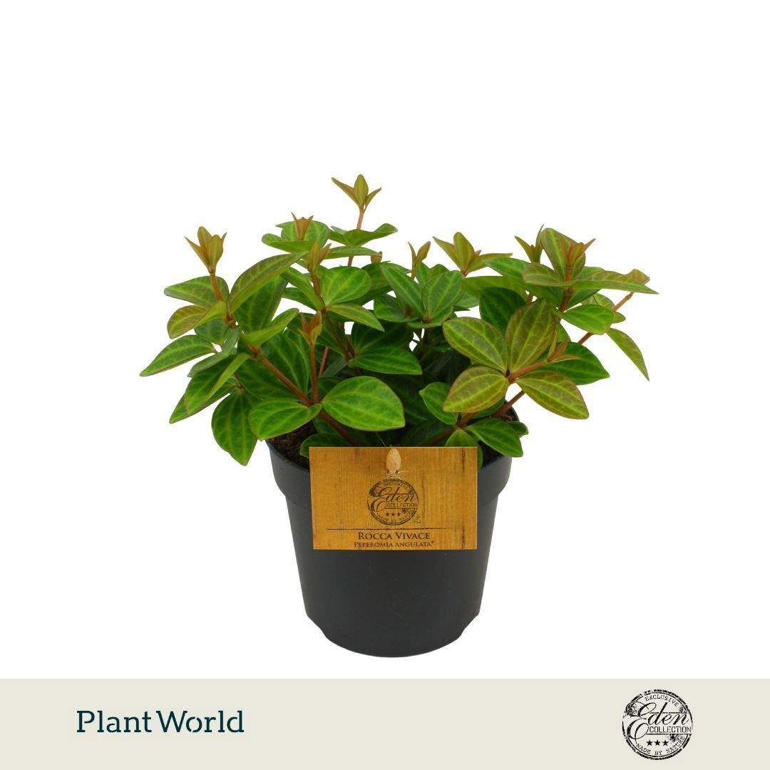 Peperomia Ang. Rocca Vivace
