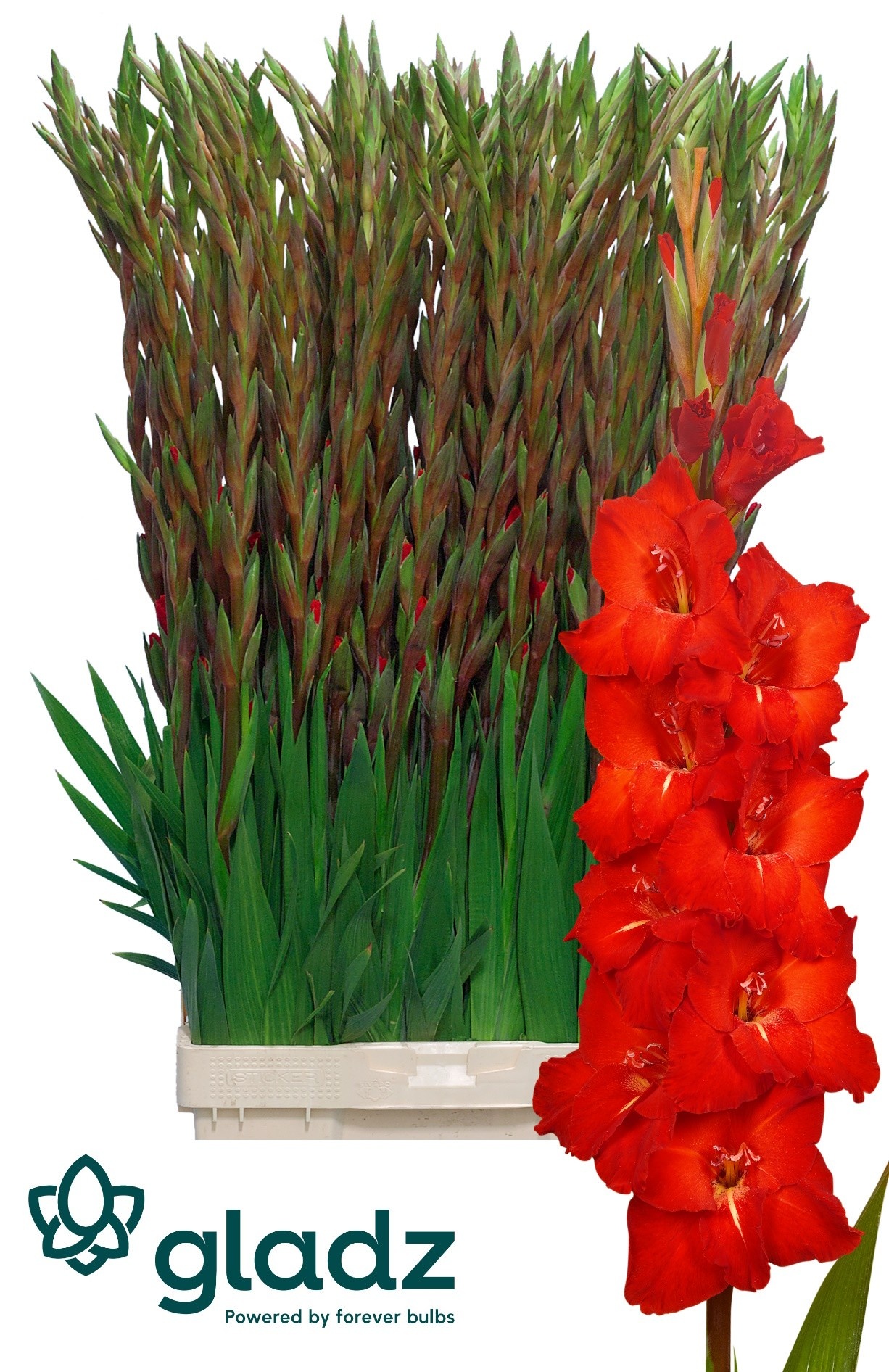 Gladiolus Chinon 120cm 170gram