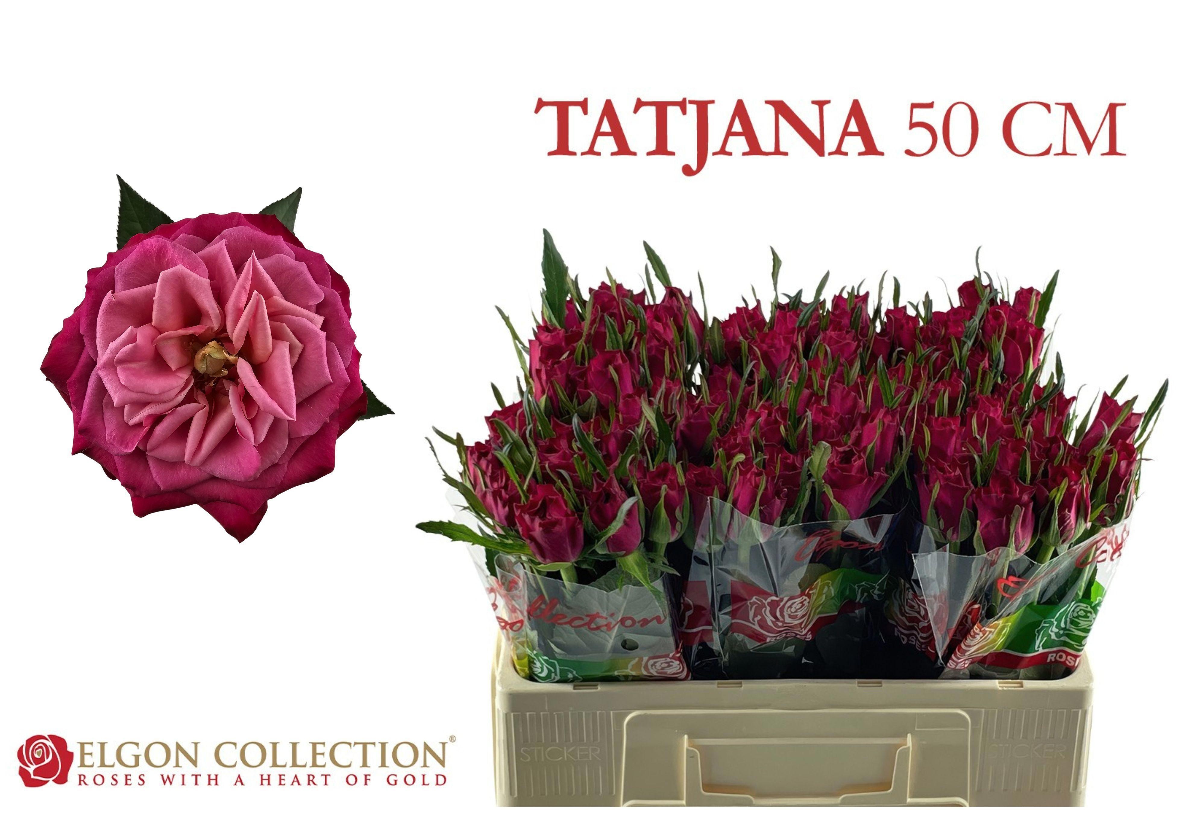 R Gr Tatjana