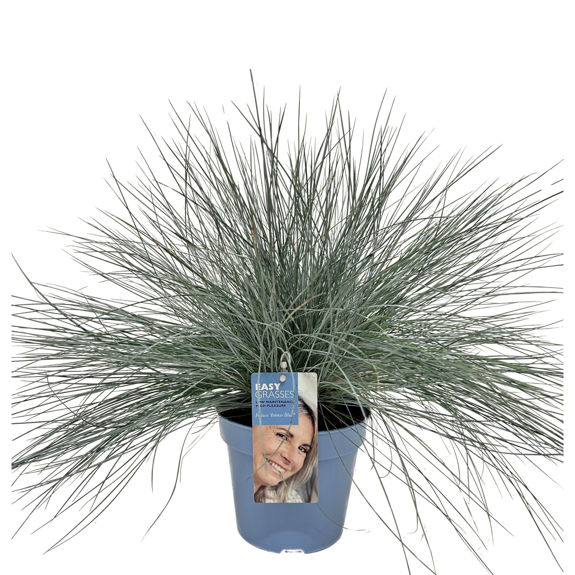 Picture of Festuca Intense Blue® Blue