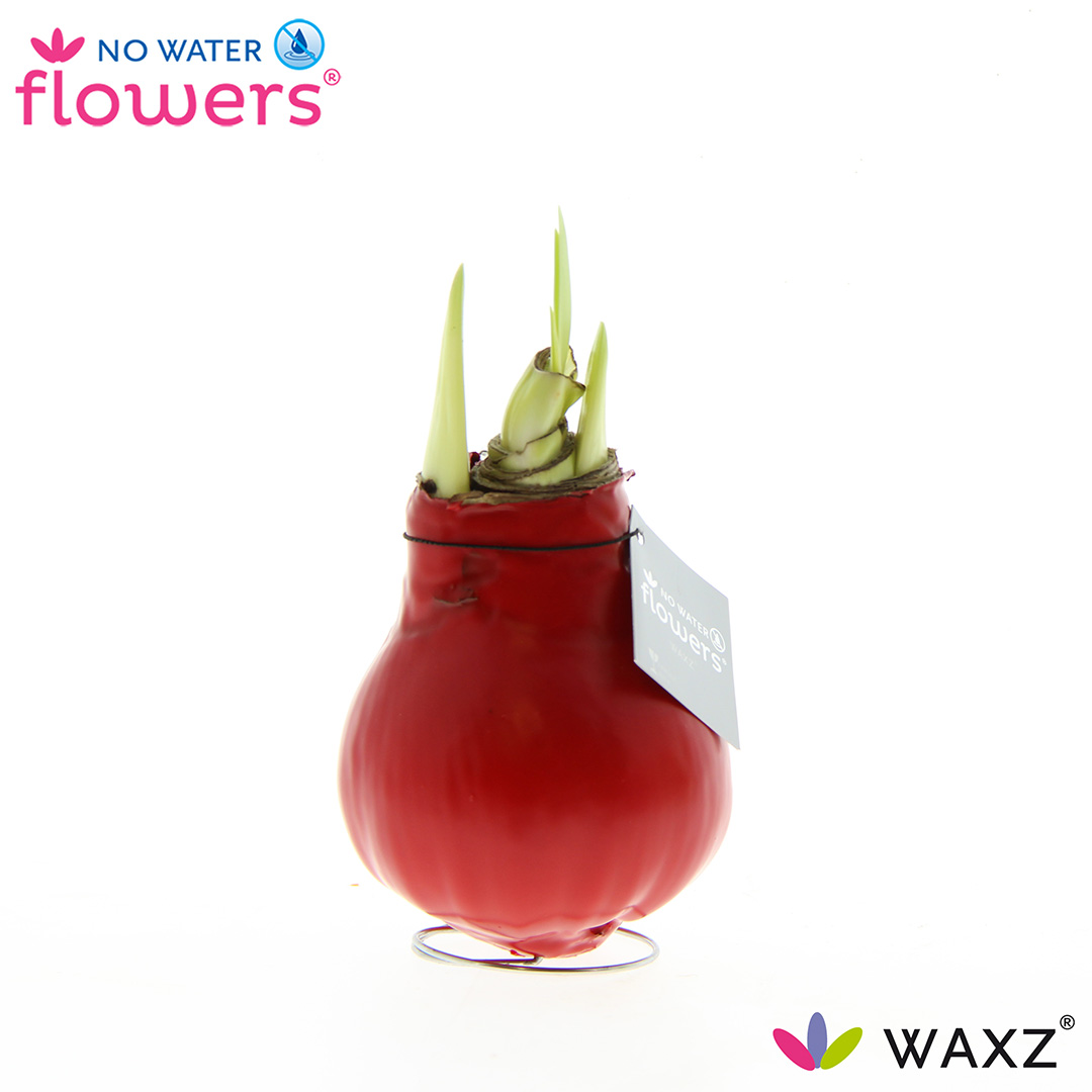 Picture of No Water Flowers Waxz® Red 15CM