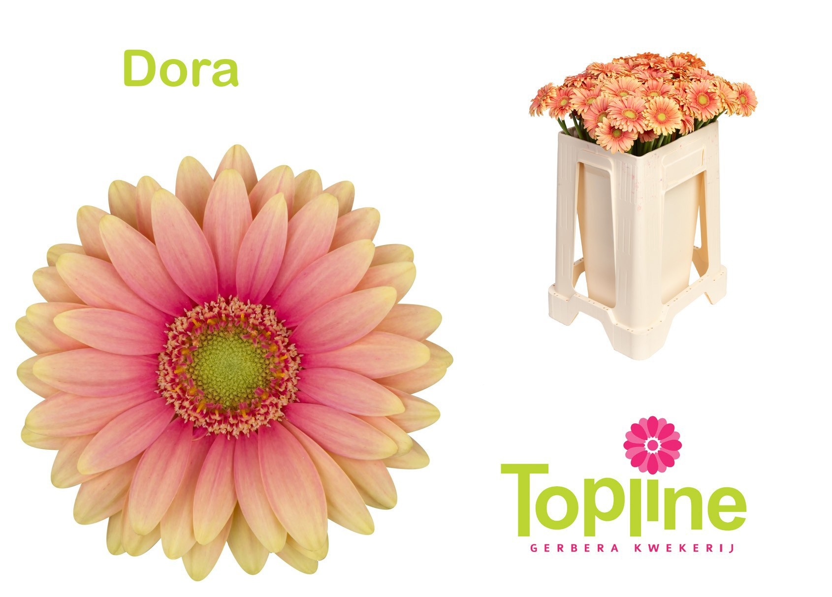 Gerbera Mini Dora