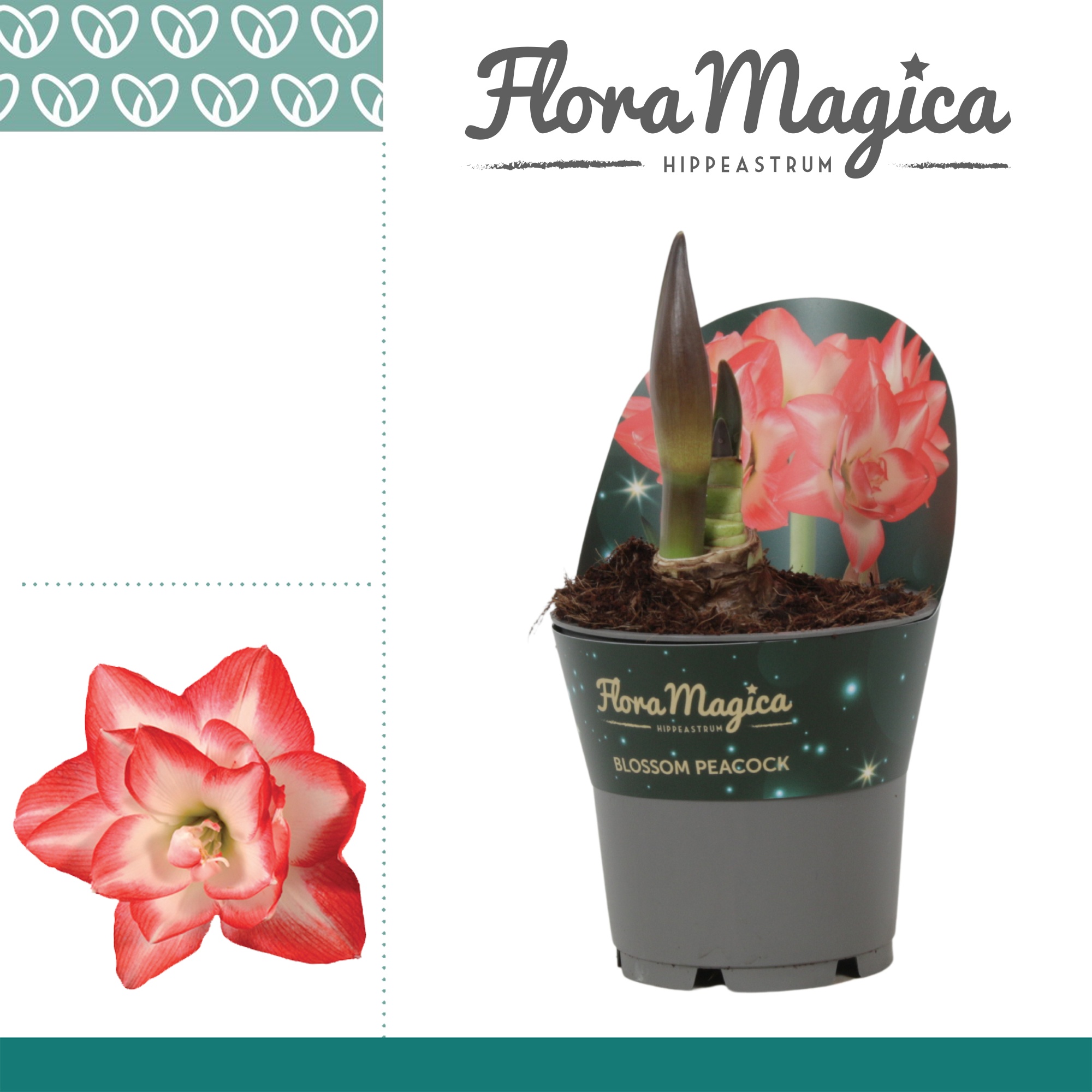 Amaryllis Blossom Peacock in Potkraag