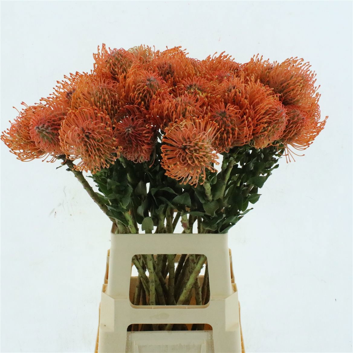 Leuco Ayoba Man Zest 70cm