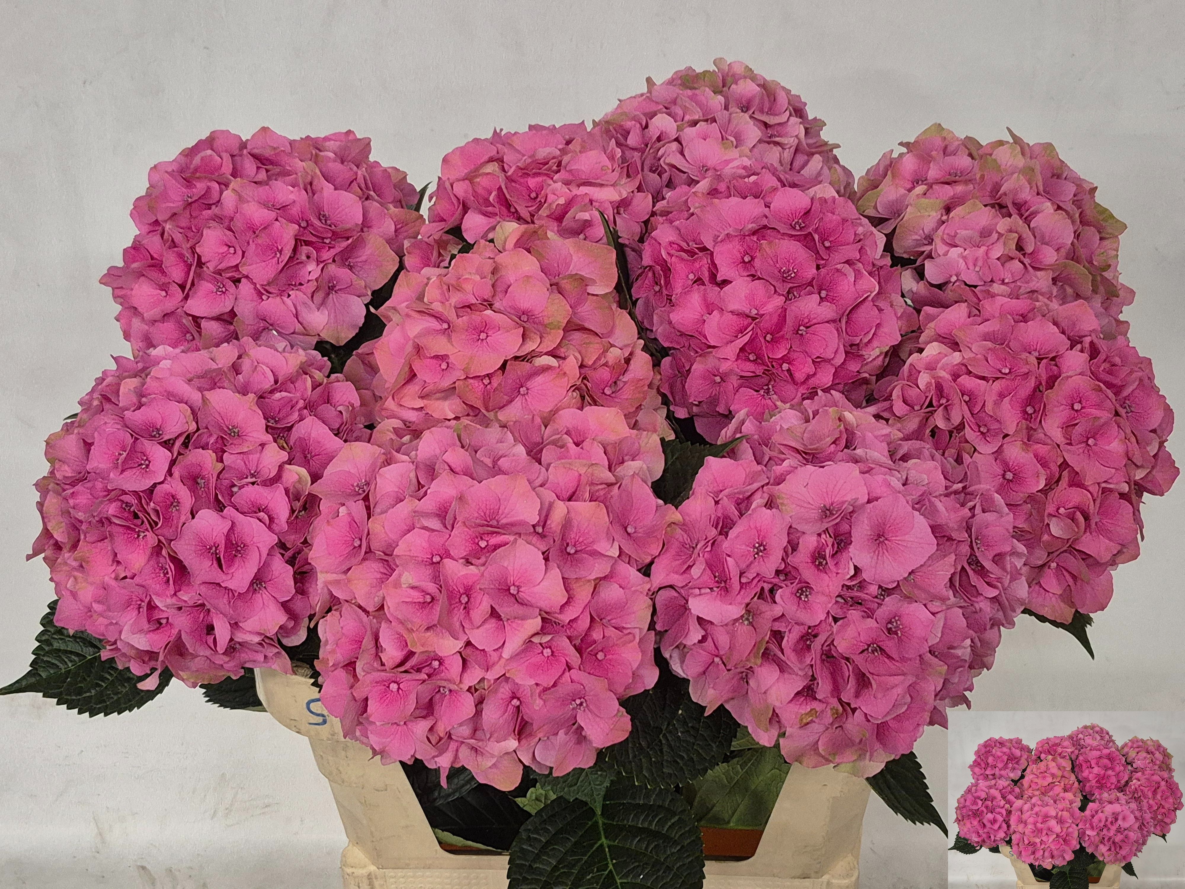 Hydrangea Royal Palace 80cm 19Ø