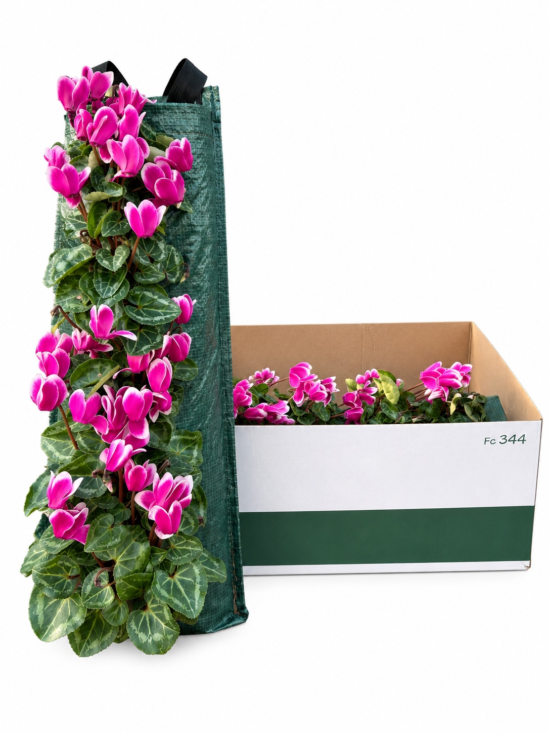 Overige Perkplanten 50Ø 25cm