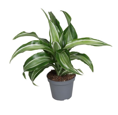 Draca Dragontree Kanzi P6 Lund