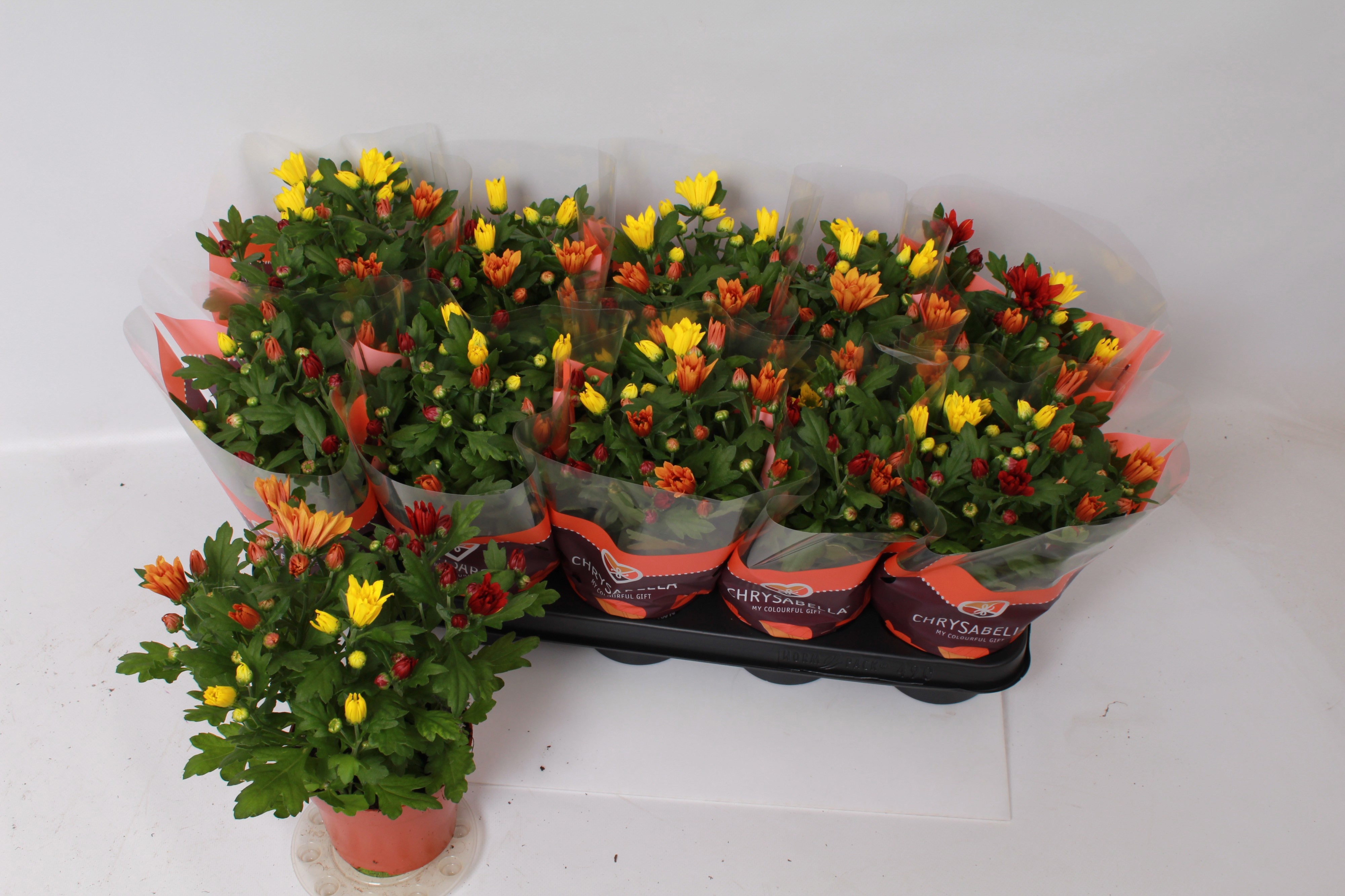 Chrys Gemengd P Pot 12Ø 26cm