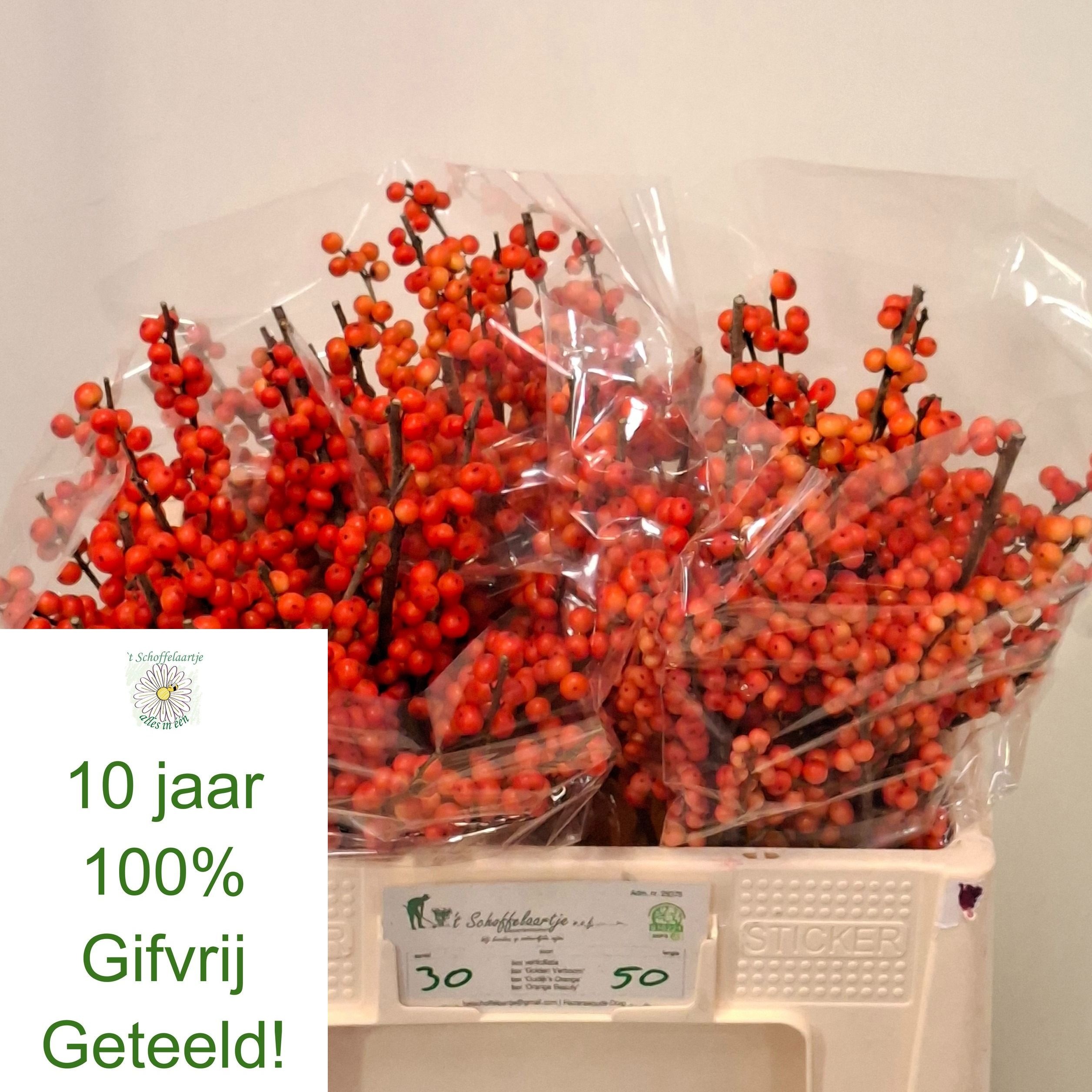 Ilex Oudijks Orange 50cm