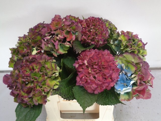 Hydrangea Royal Palace Classic 40cm 15Ø