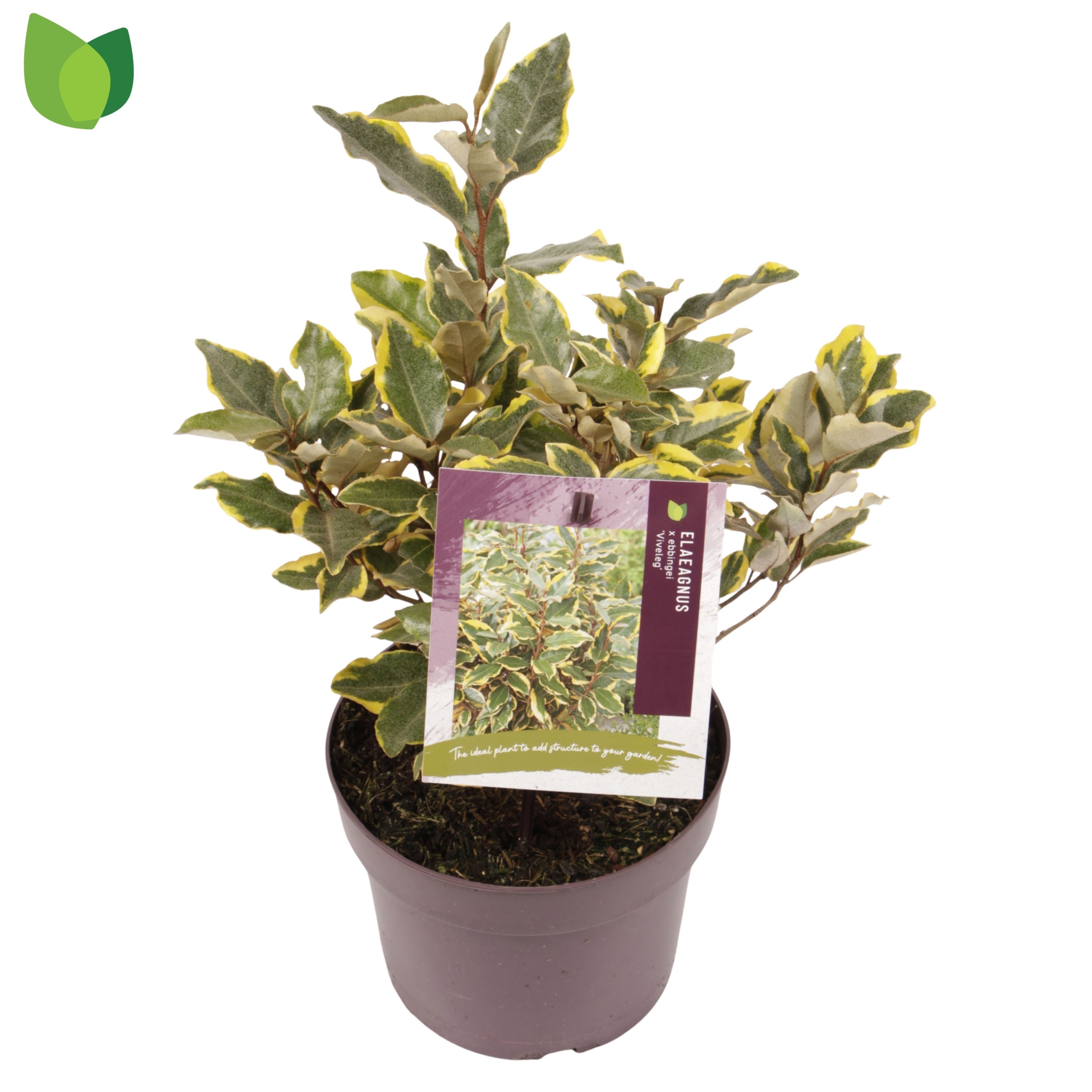 Elaeagnus ebbingei 'Viveleg'