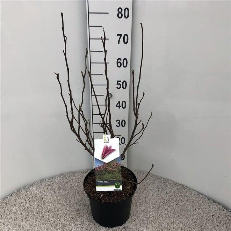 Magnolia 'susan'
