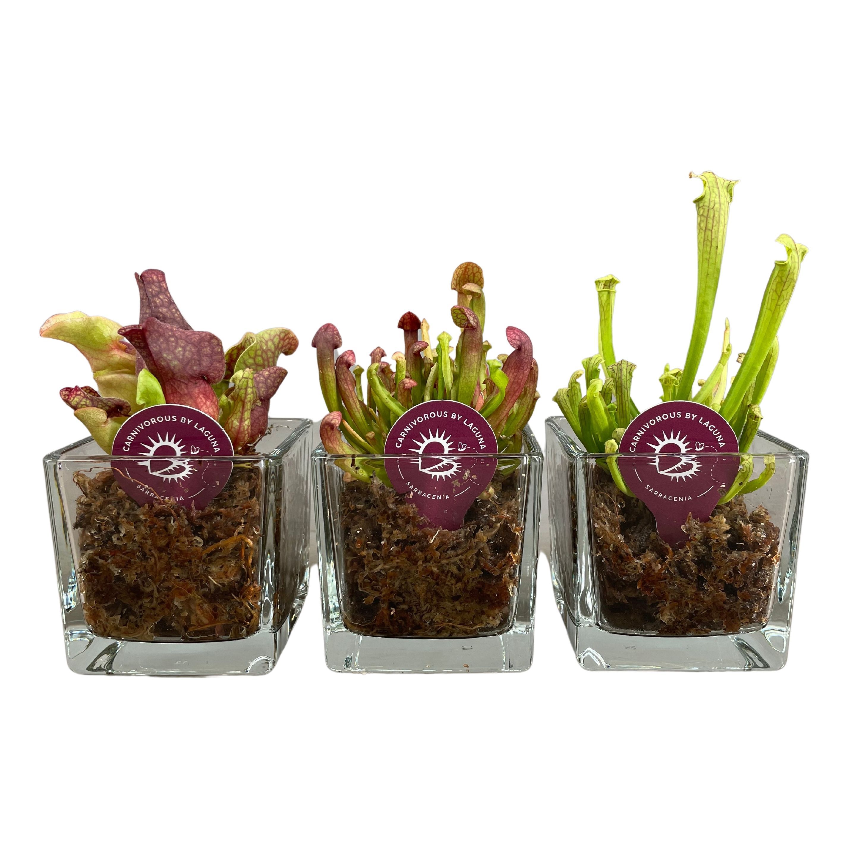Sarracenia Ov 8P 17H