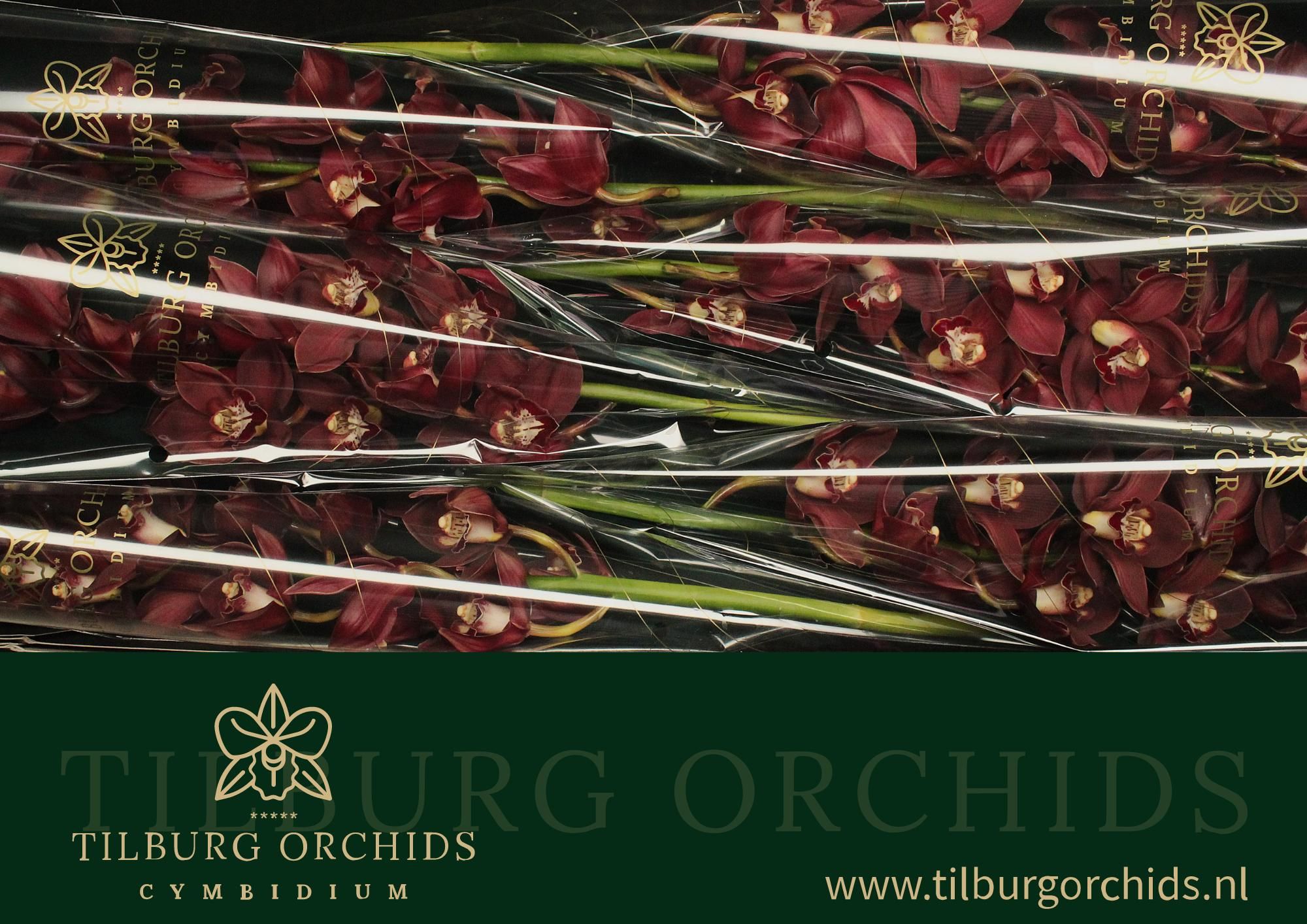 Cymbidium Priwine 12/15bl