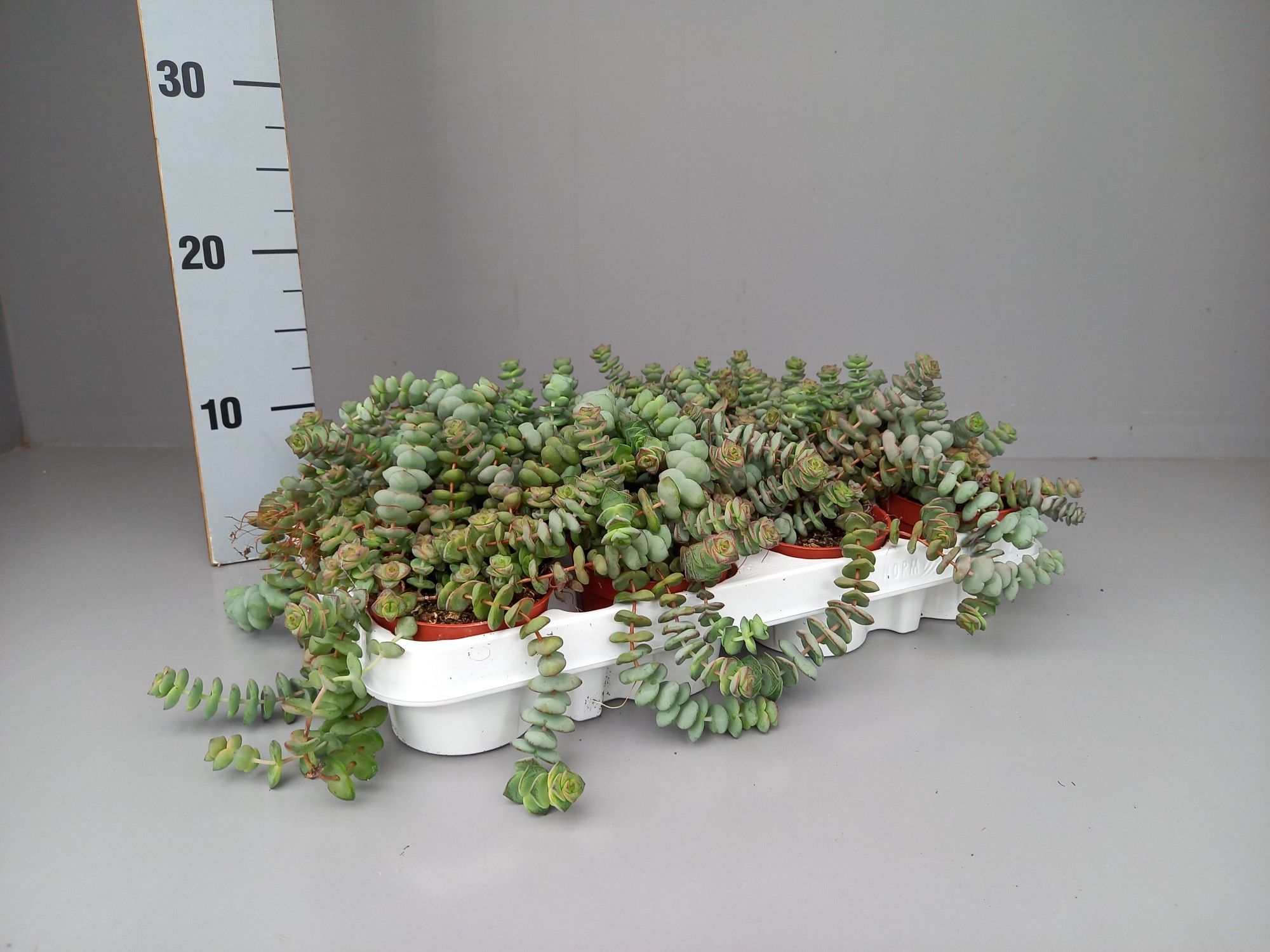 Crassula hottentot special mini