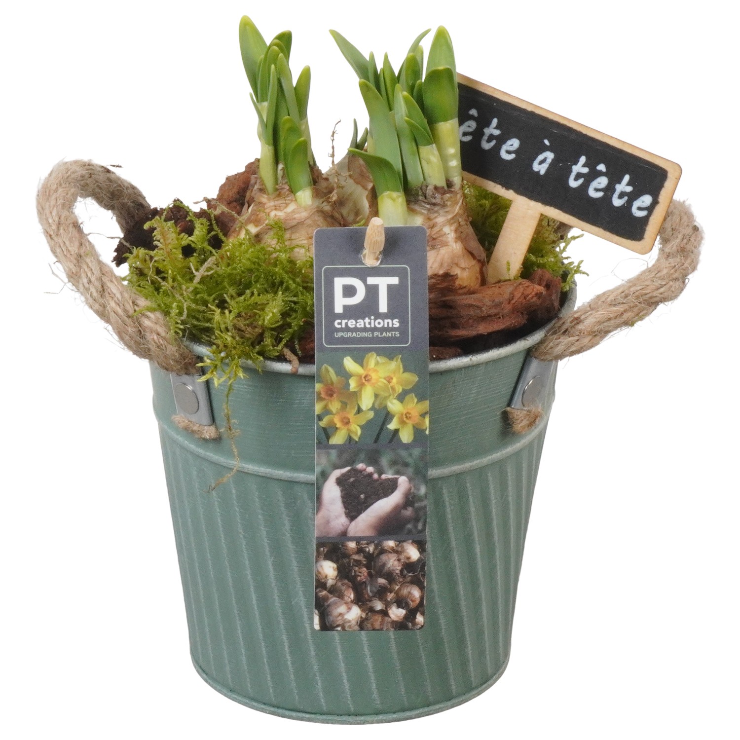 Picture of PTN5048 Arrangement Narcis in zinc pot P13 21CM