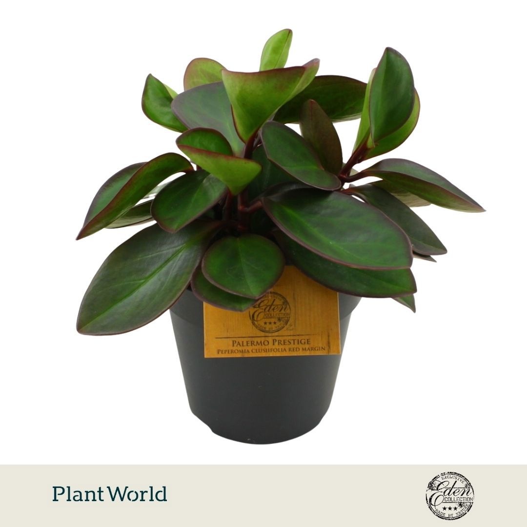 Peperomia Clussifolia Red Margin