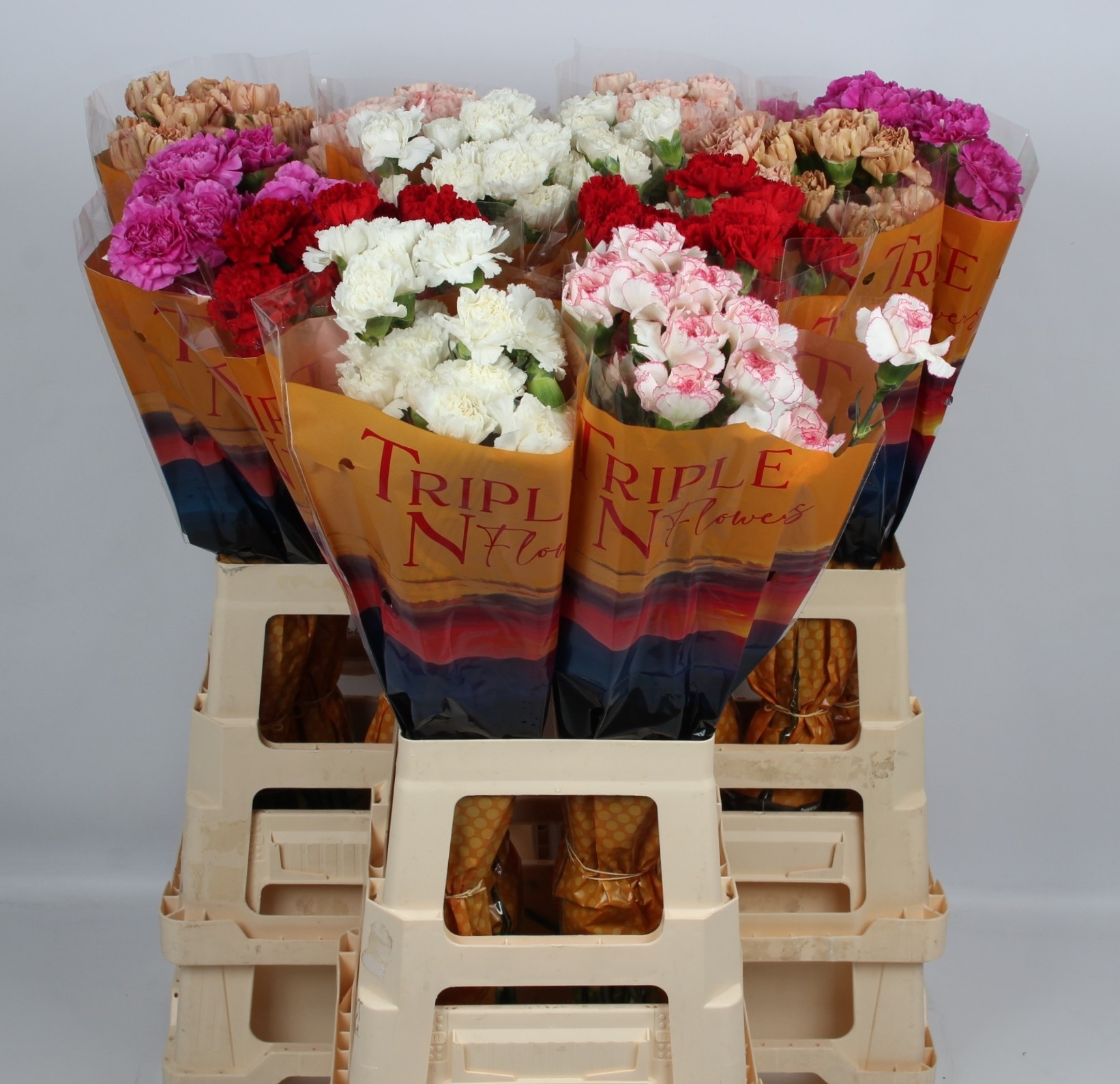 Dianthus St Mixed 70cm