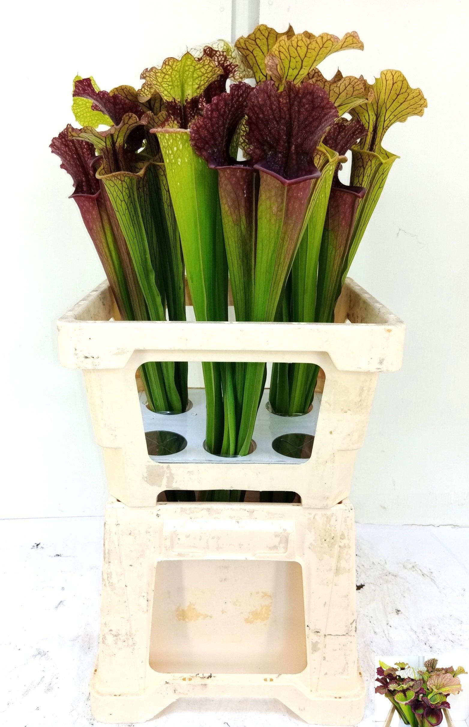 Sarracenia Fly Catchers 65cm