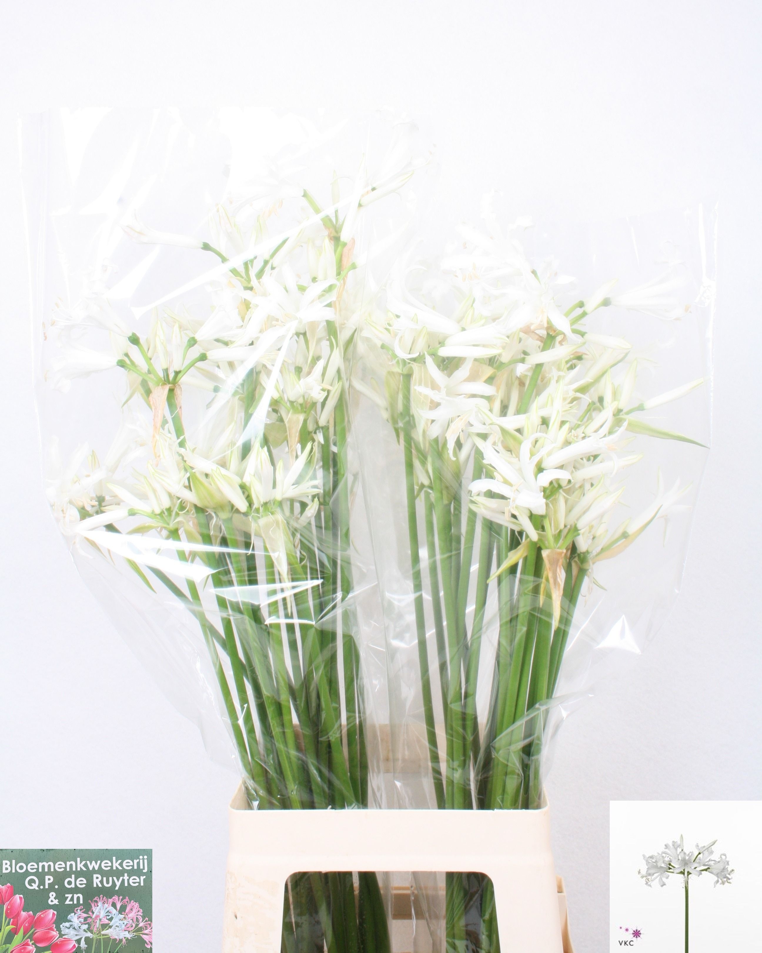 Nerine Bianca Perla 60cm