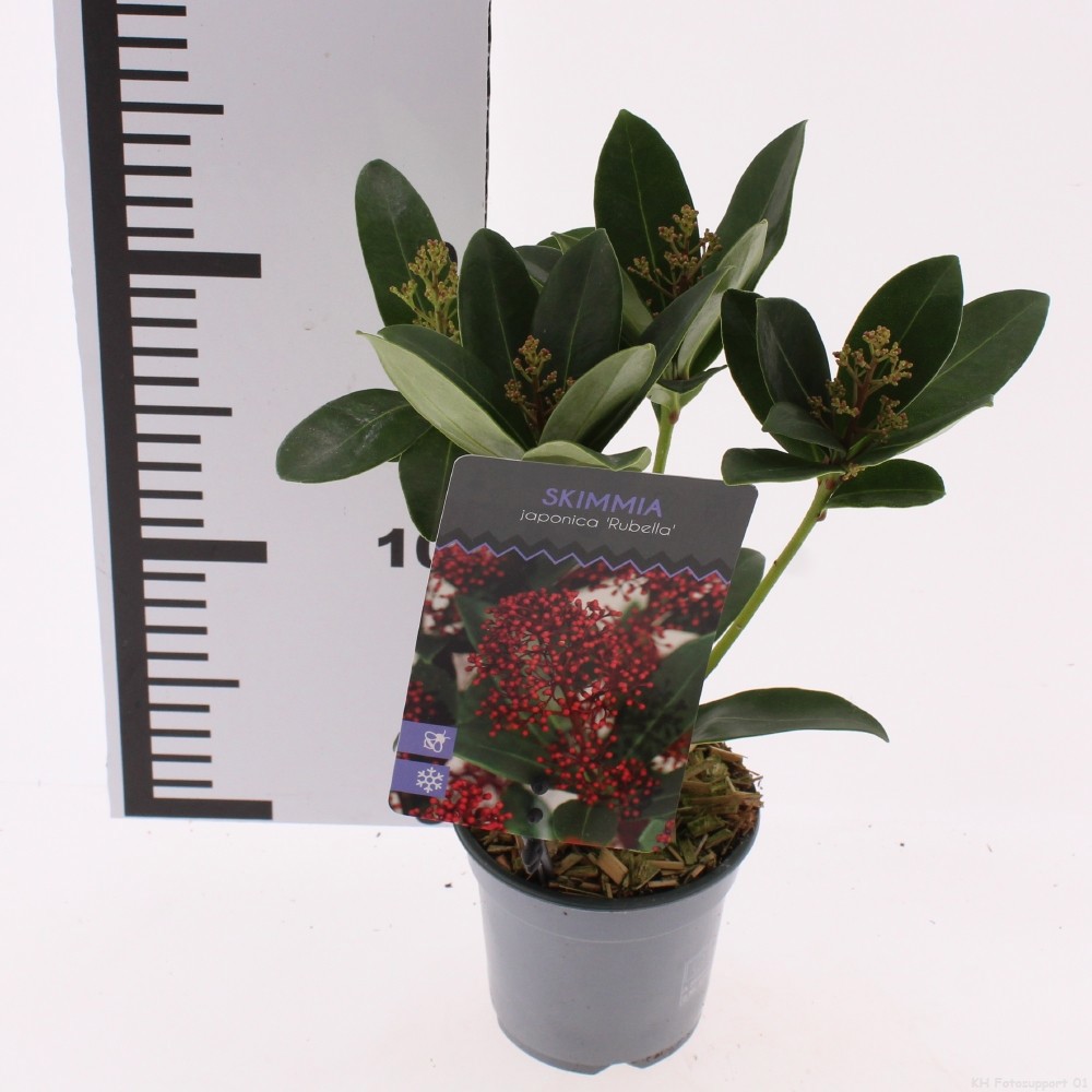 Skimmia jap. 'Rubella'