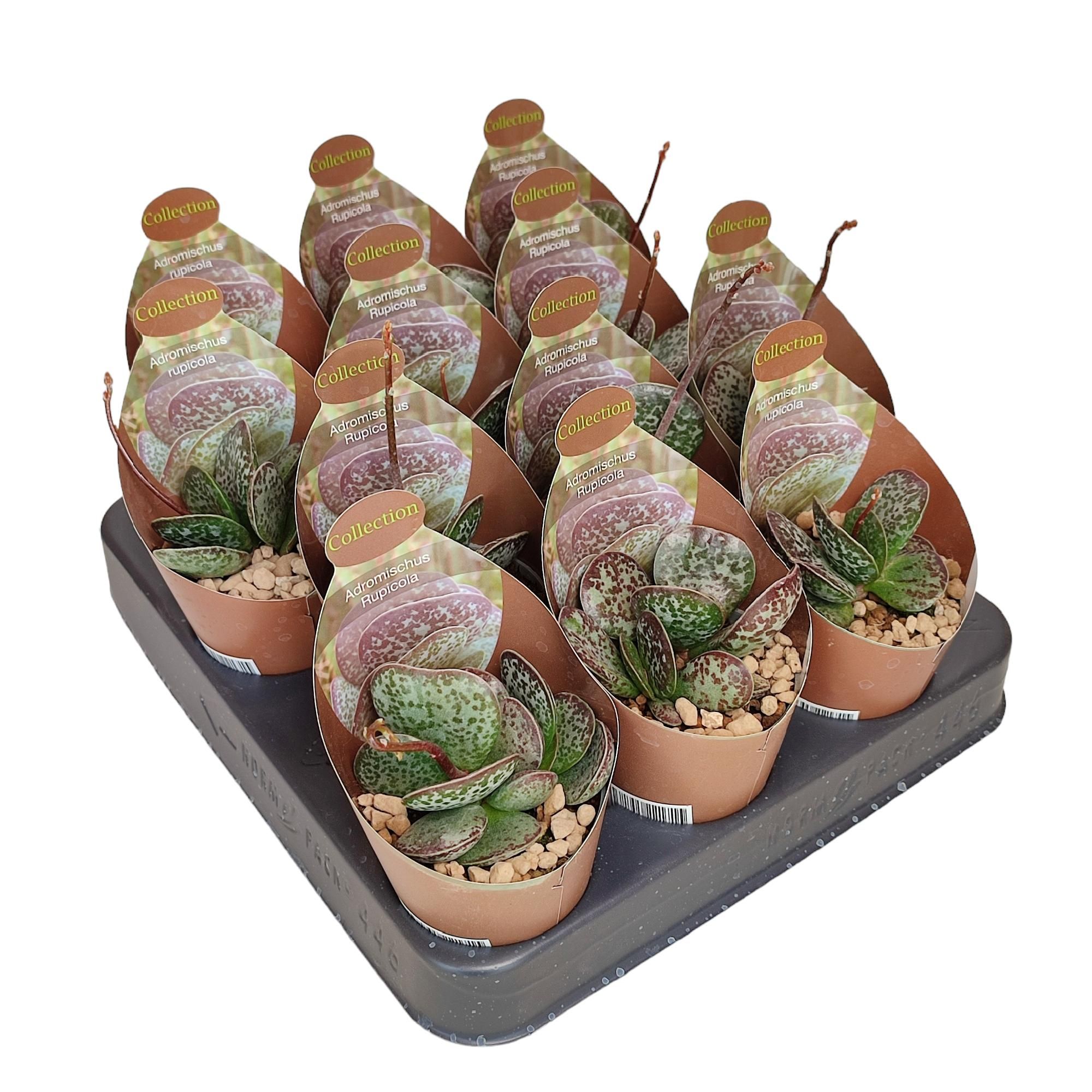 Adromischus maculatus - Adromischus