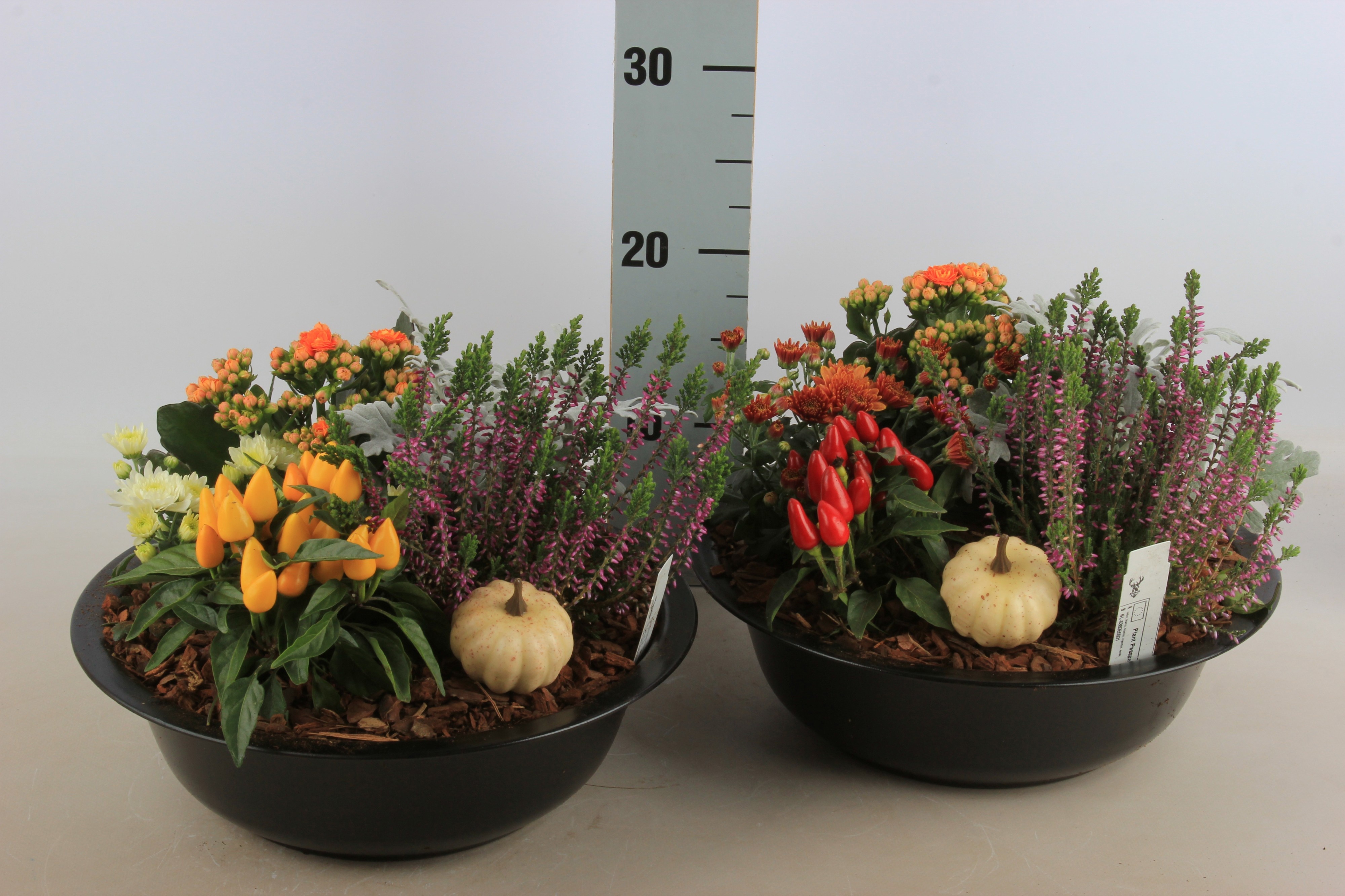 Arr Tuinplanten 30P 30cm 12bloei