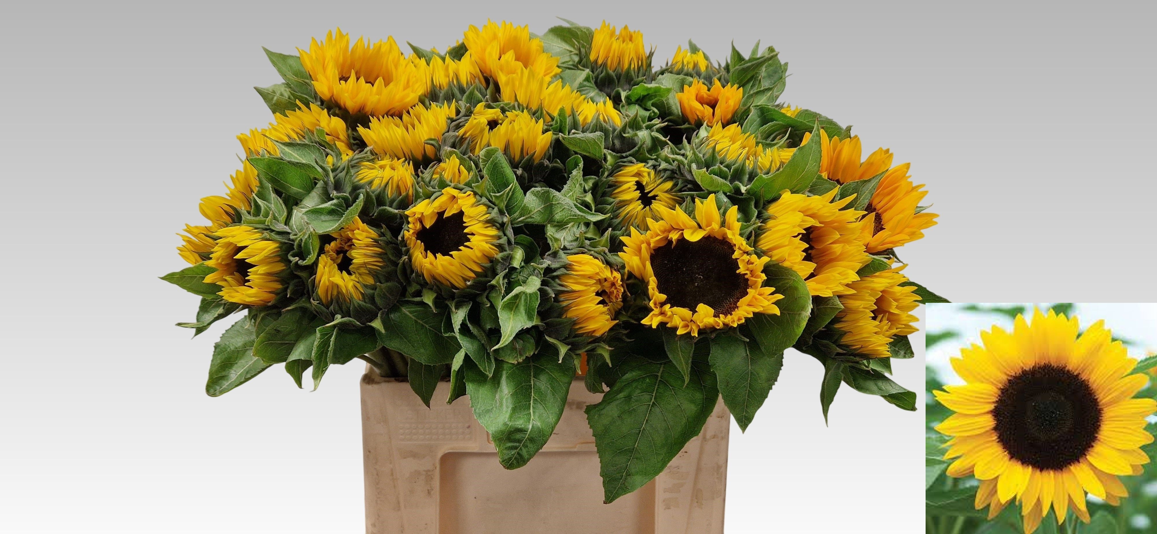 Helianthus Sunrich Or 60cm 125Ø