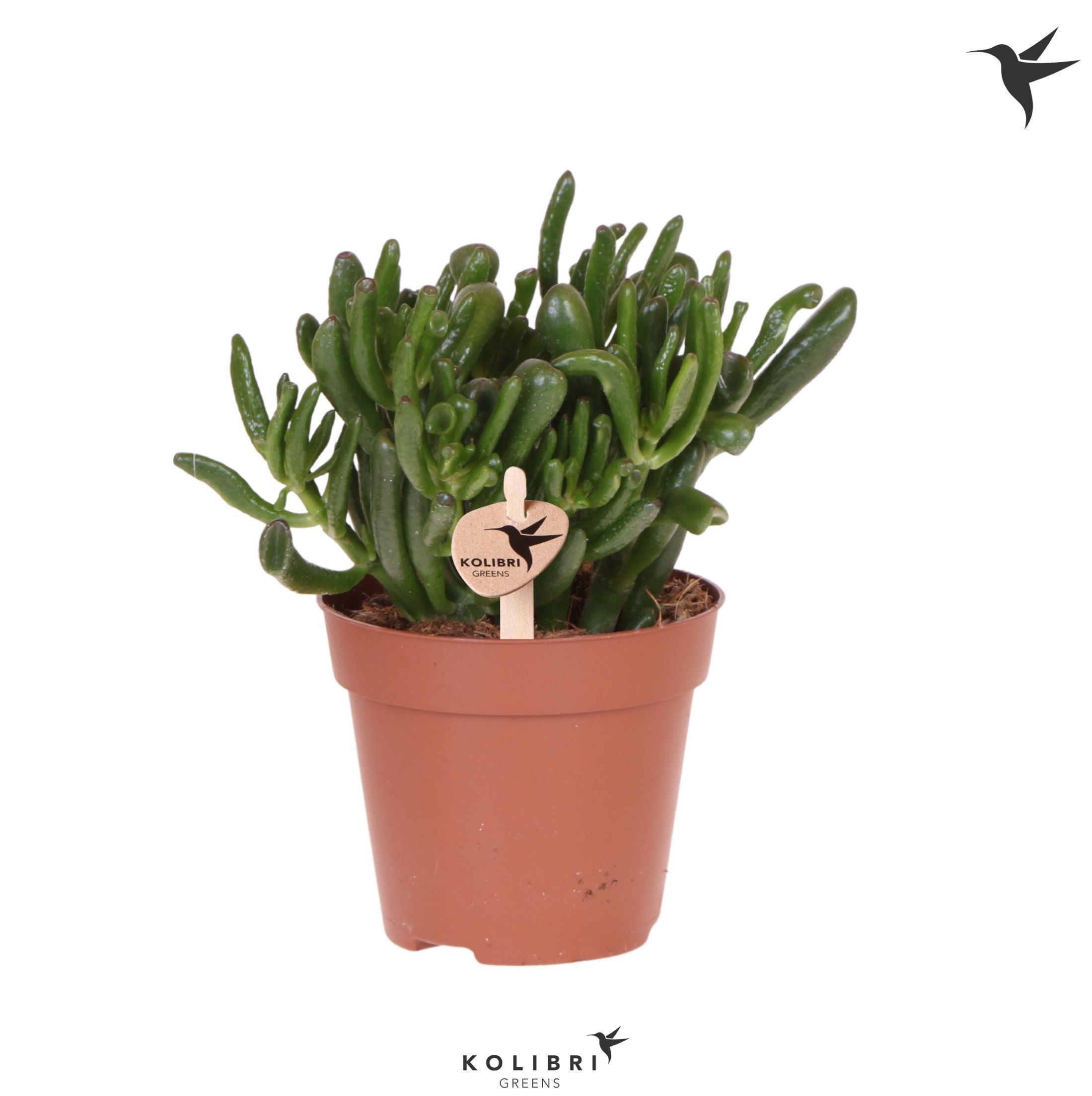 Crassula Kolibri Greens Succulenten Crassula Hobbit