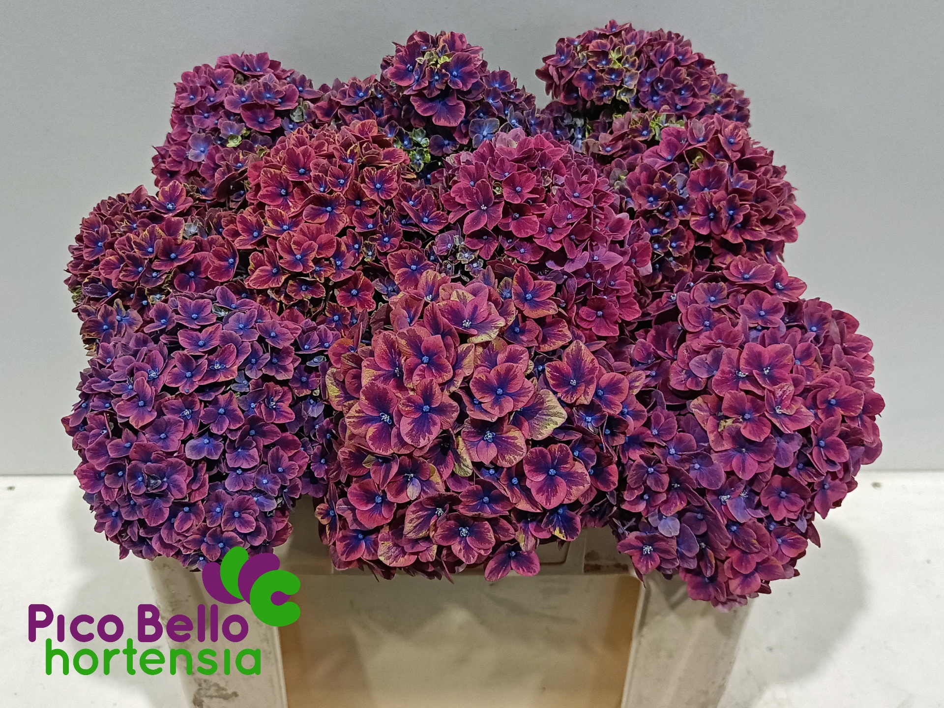 Hydrangea Samurai 50cm 14Ø
